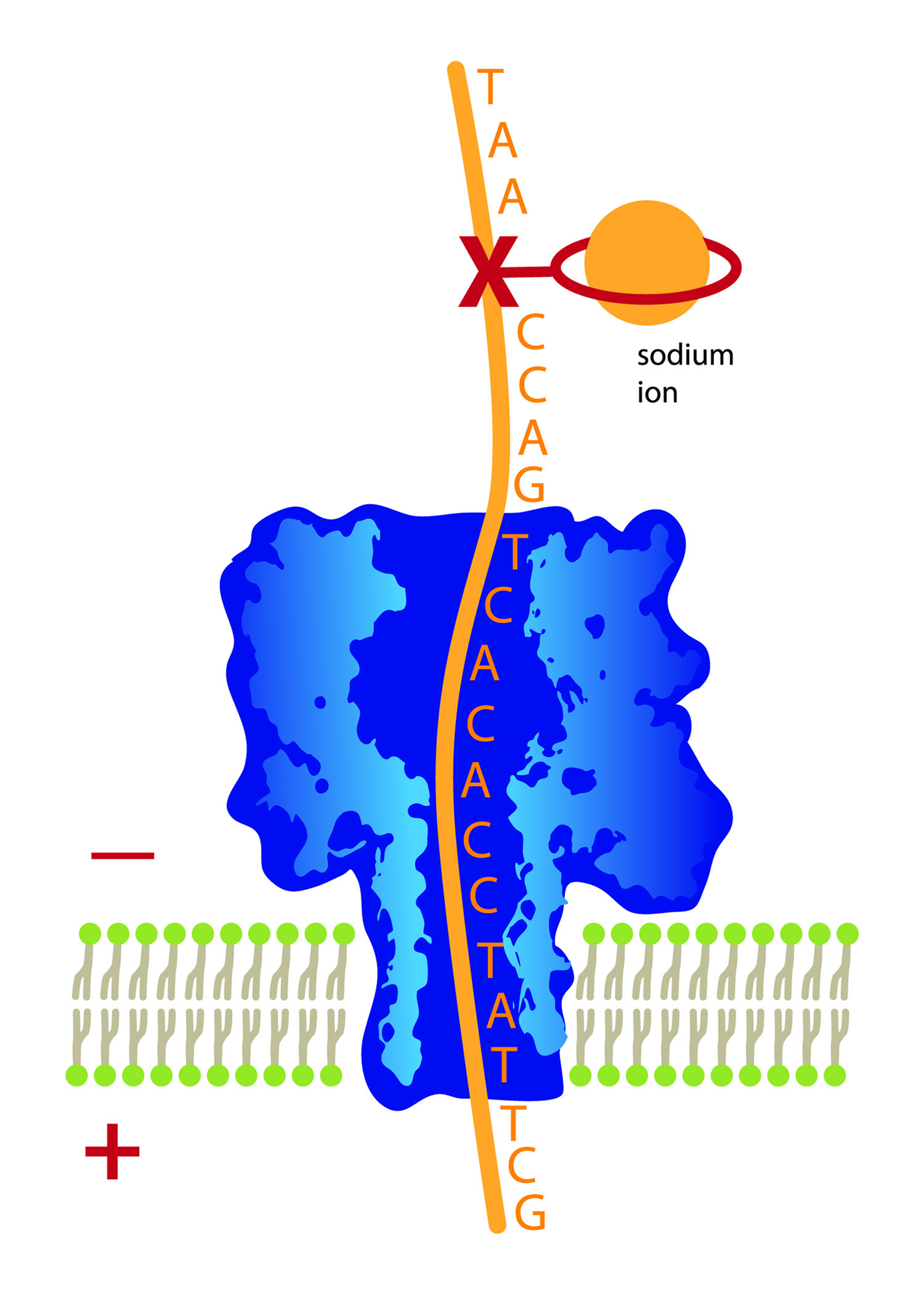 This illustration shows a strand of DNA with nucleotide bases (A,T, G and C) attached, moving downward through a molecule-wide pore known as a “nanopore.” The “X” marks the location of a missing base, a form of DNA damage that, if unrepaired, can lead to gene mutations and disease. By attaching a ring-shaped chemical to the damage site and placing a sodium ion inside the ring, movement of the DNA through the nanopore is slowed to the point that chemists can detect the DNA damage site. University of Utah chemists developed this new use of nanopore technology to detect DNA damage.