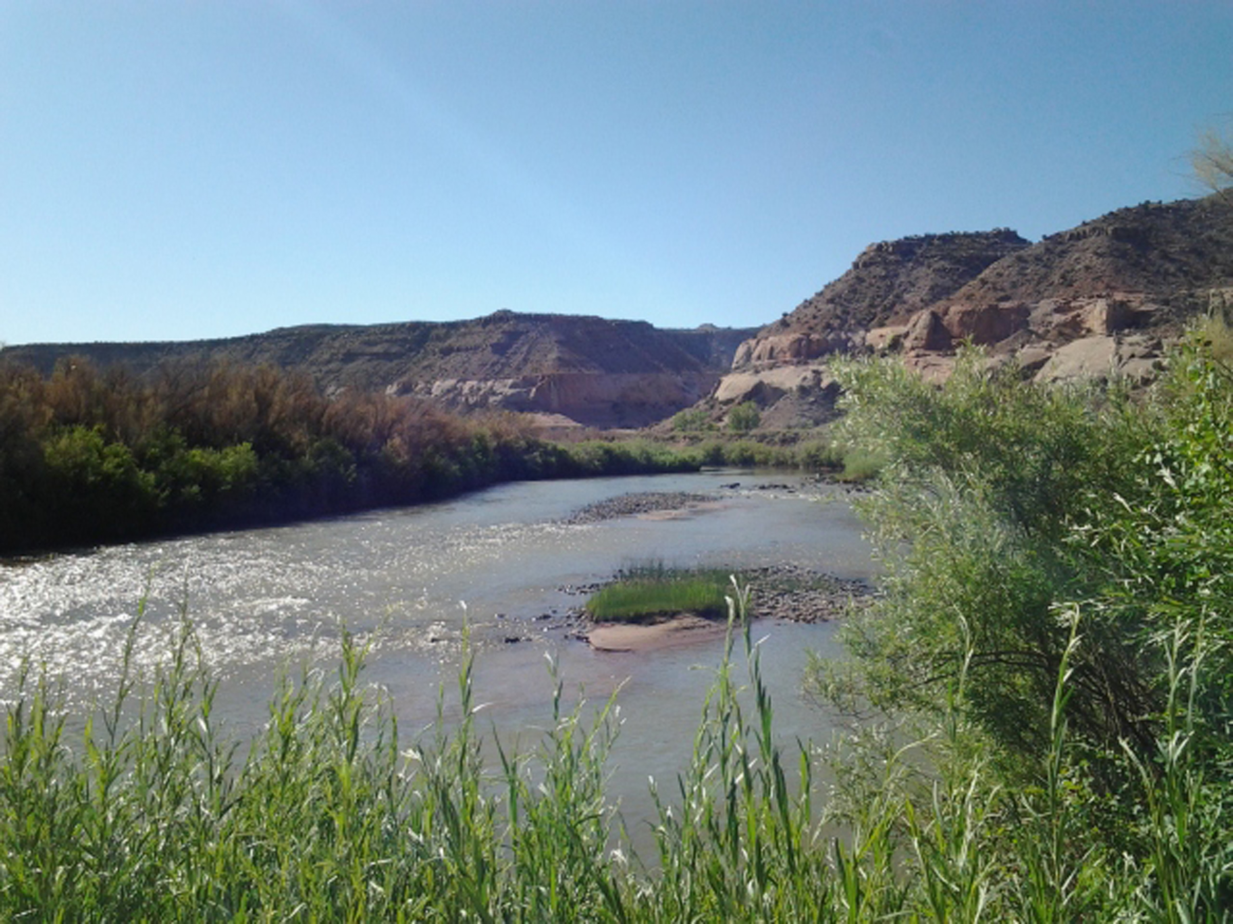 Lush riparian habitat along the Dolores River provides significant research opportunities at the University of Utah’s Rio Mesa Center.