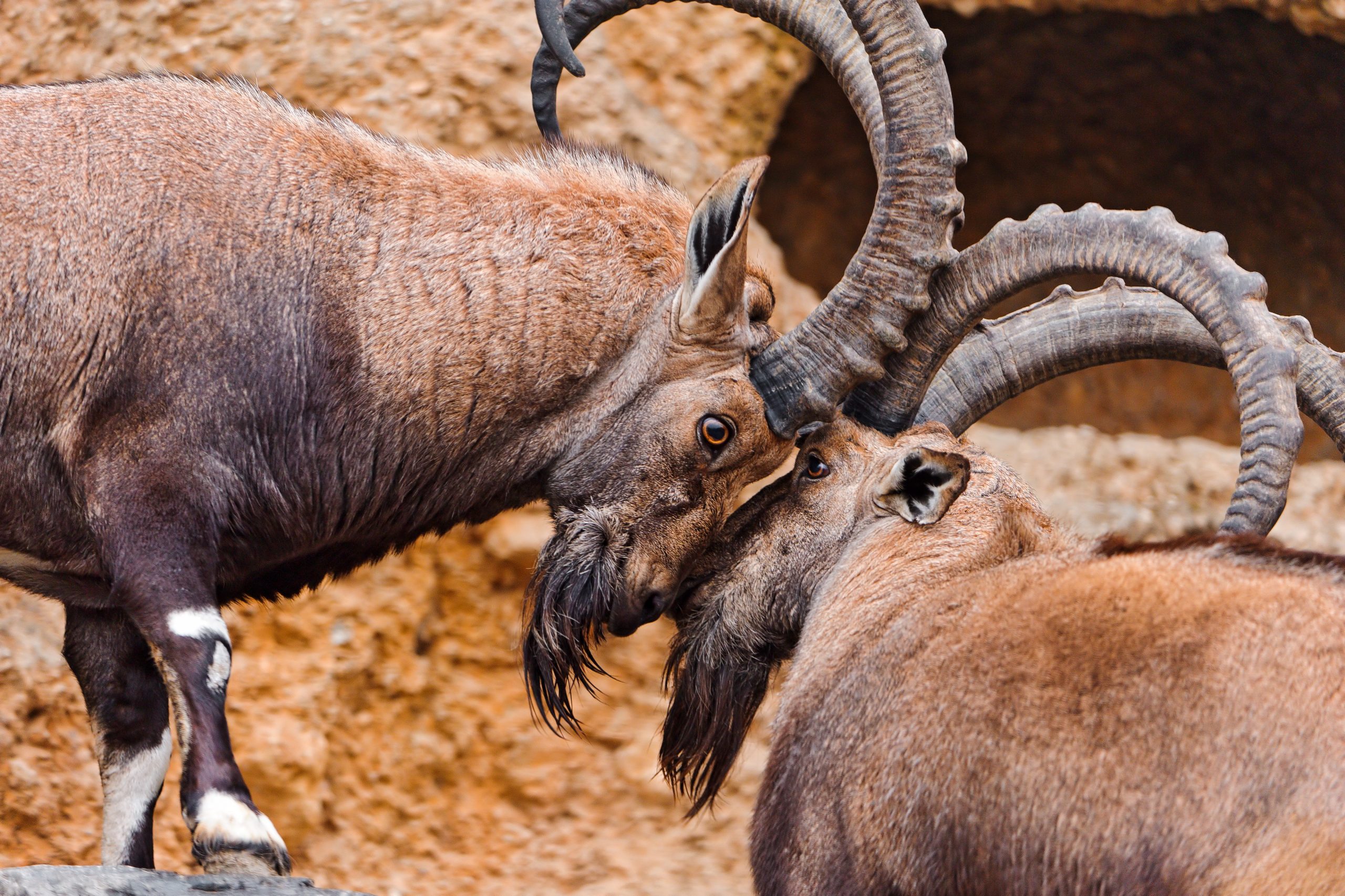 Aggressive dominance is routine in the animal kingdom. But when people resort to aggression and intimidation to gain social status, it may come at a cost to their own health, psychologists at the University of Utah have found. Attaining higher social status as the result of prestige and freely given respect may have protective effects, studies showed.