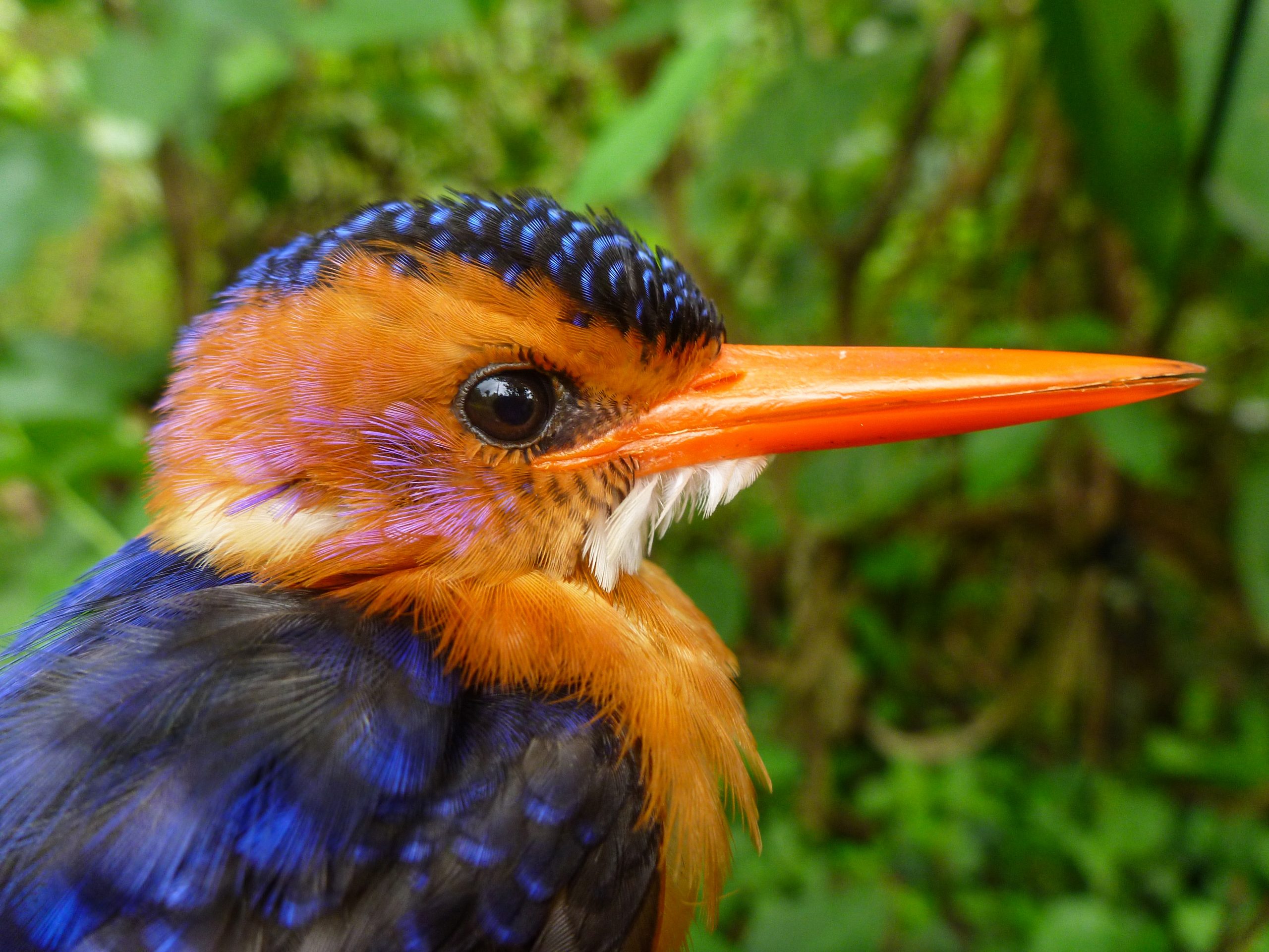 This African pygmy kingfisher is an insect-eating bird in Ethiopian forests. It was among 51 bird species netted by University of Utah researchers who found that shade coffee farms in Ethiopia – the native home of Arabica coffee – are good for birds, but that some species do best in forest.