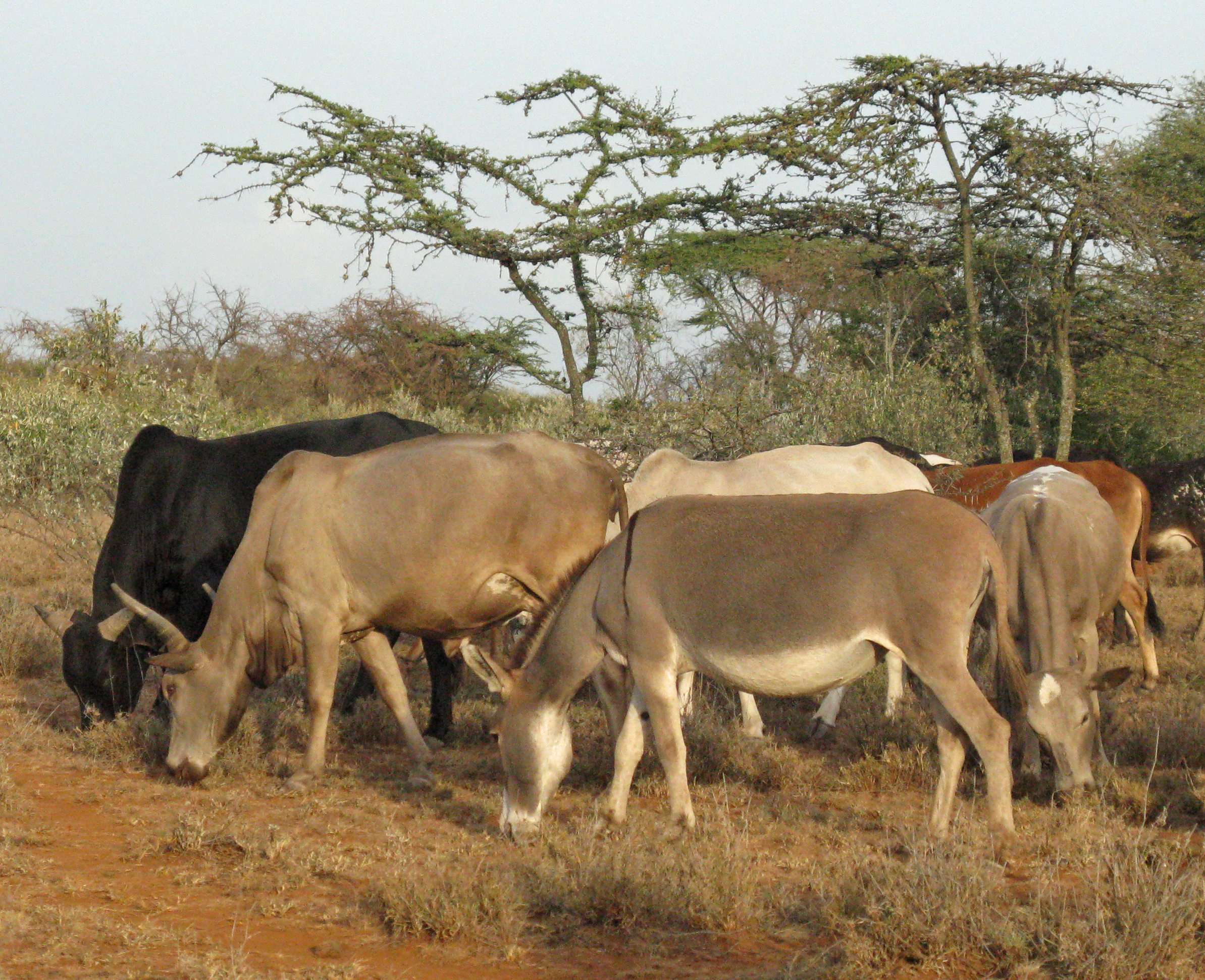 Cattle and donkeys at a camp in Kenya. A new University of Utah-led study found that early herders and livestock traveling from eastern Africa to southern Africa some 2,000 years ago could have passed through the Lake Victoria Basin in southwest Kenya because the area was grassy, not a bushy, tsetse fly-infested environment as previously believed.