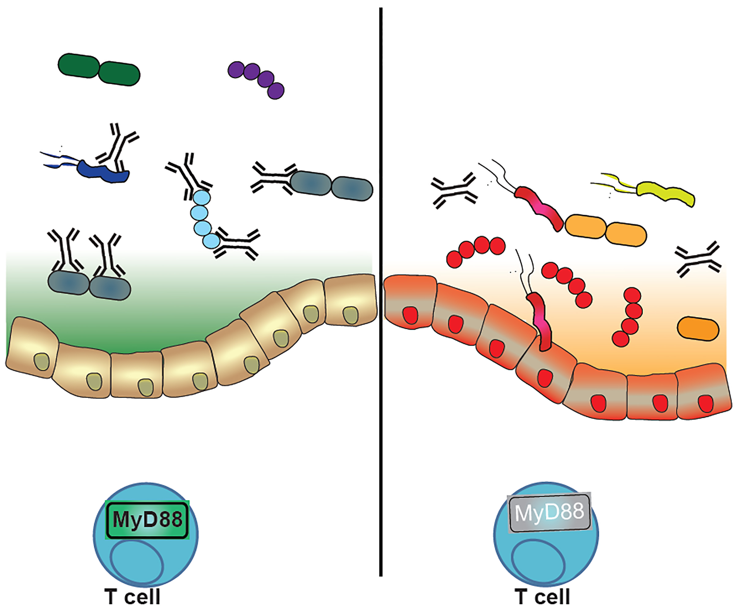 (Left) When the immune system functions properly (MyD88 is active, green), IgA antibodies bind multiple species of bacteria, keeping the numbers and types of “good” bacteria that inhabit the gut under control. (Right) When the immune system is disrupted (MyD88 is inactive, gray), IgA binds bacteria less effectively, and the bacterial community becomes imbalanced, jeopardizing digestive health.