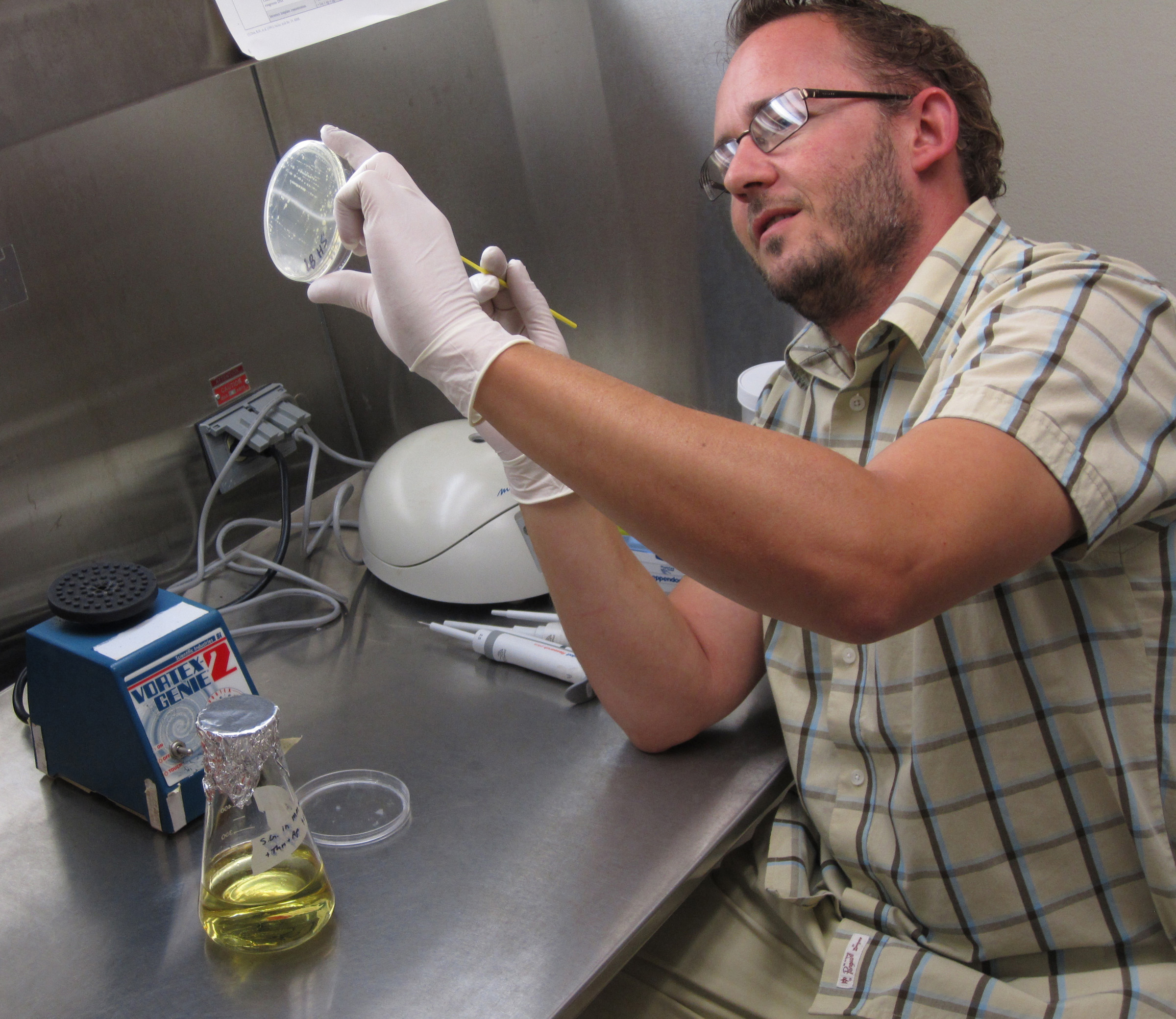 University of Utah biologist Colin Dale swabs a petri dish containing a bacterial culture. Dale and colleagues discovered a new bacterium isolated from the infected wound of an Indiana man who impaled his hand on a tree branch. They also found that the new bacterial strain, named HS, was related to a group of bacteria that live inside insects in mutually beneficial symbiotic relationships. The discovery solved an old mystery by showing that insects domesticate bacteria by picking them up from plants or animals in their environment, not from other insects.