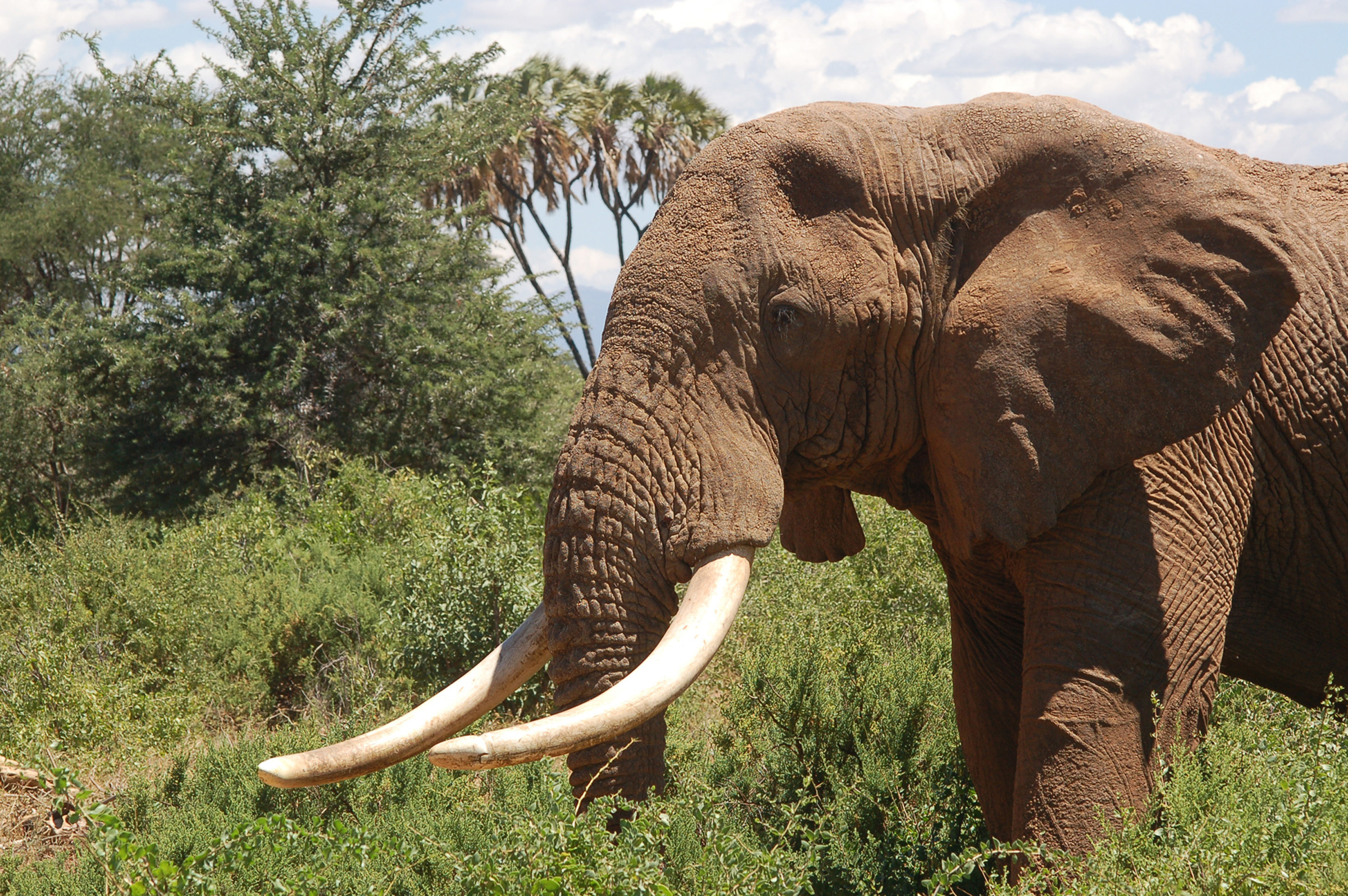 This African elephant has what are believed to be the biggest tusks among elephants at Kenya’s Samburu National Reserve. Illegal poaching of some 30,000 elephants a year for their ivory tusks threatens the animals with extinction. University of Utah geochemists developed a new way to fight poaching of elephants, hippos, rhinos and other animals. Carbon-14 from 1950s and 1960s nuclear  weapons tests was and still is deposited in in animals’ tusks or teeth, and those carbon-14 levels reveal the year an animal died, and thus whether the ivory was taken before or after international bans on ivory trading.