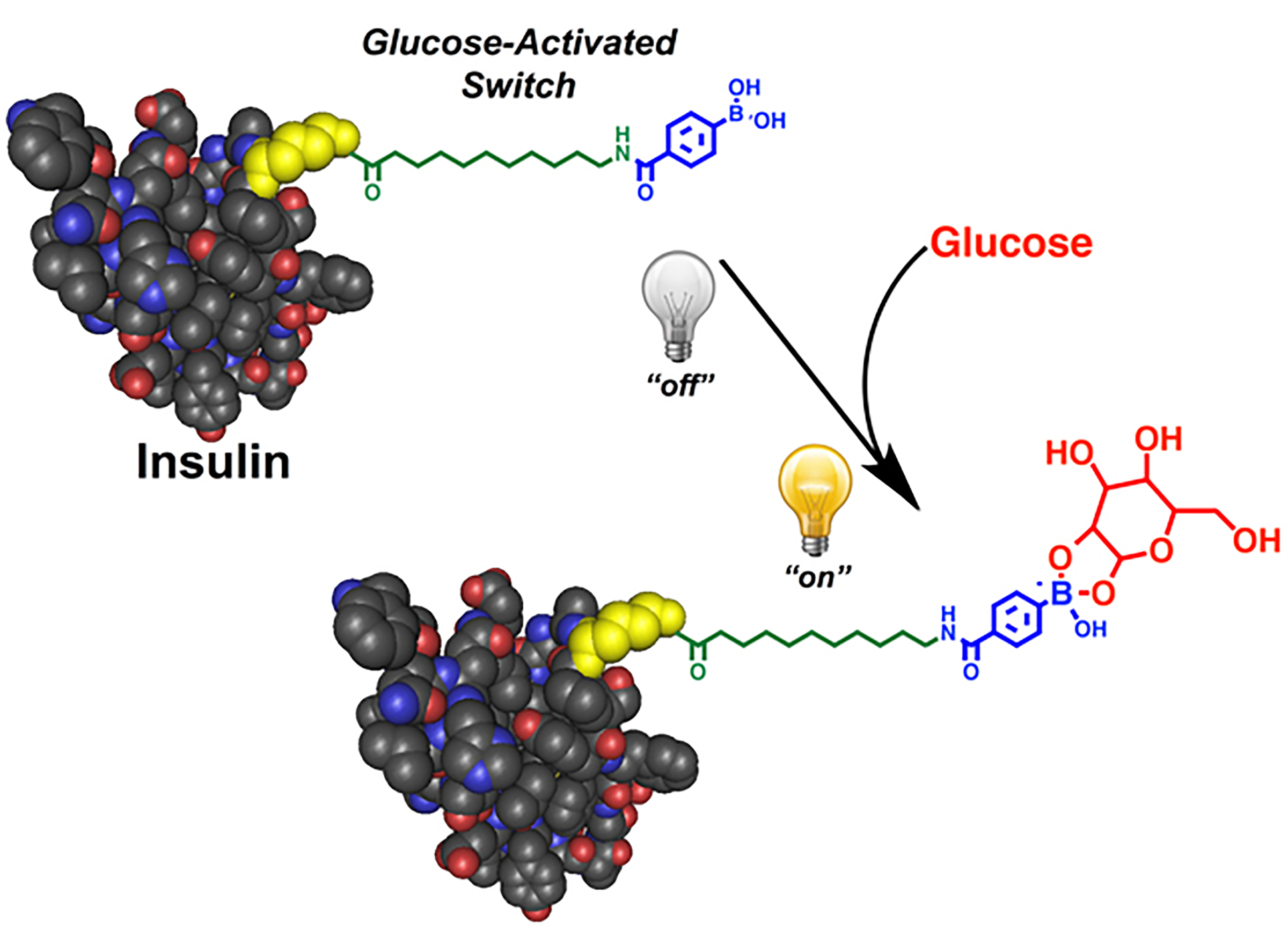 Scientists have developed a “smart" insulin that self-activates in response to blood sugar levels. When blood sugar is high, the insulin becomes active, working quickly to normalize blood sugar levels. One injection of the smart insulin, called Ins-PBA-F, can repeatedly and automatically normalize blood sugar levels over a minimum of 14 hours in mice with a type 1 diabetes-like condition. Scientists are now developing the modified insulin into a therapy suitable for human use. Doing so would greatly improve the health and quality of life for diabetics.