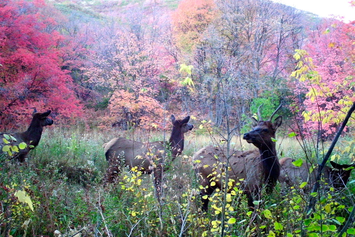 Elk surrounded by fall foliage in Red Butte Canyon