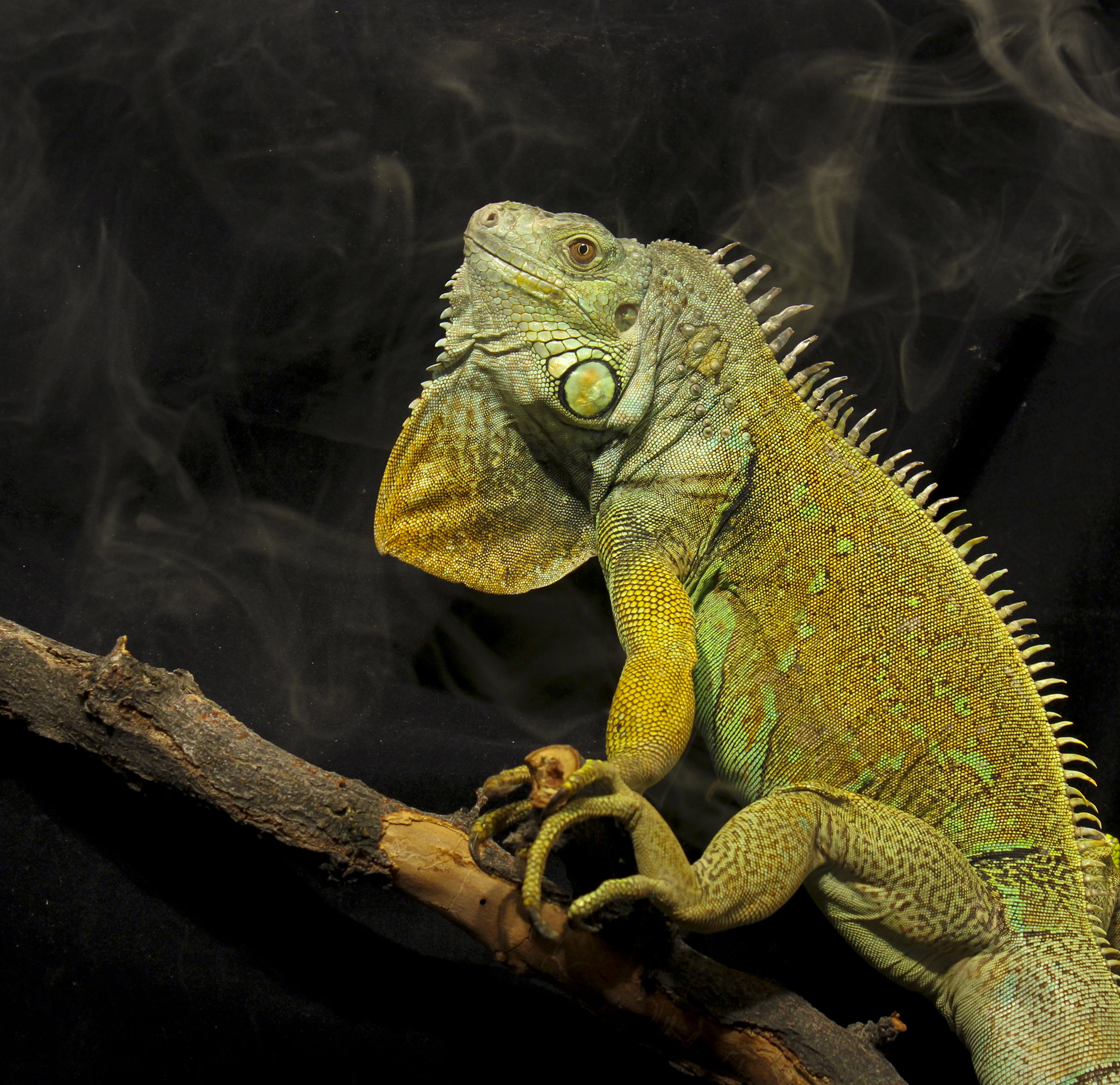 University of Utah scientists have shown that green iguanas have bird-like breathing; air flows in a one-directional loop through their lungs. The discovery bolsters the case that this style of breathing evolved in a common ancestor of lizards, snakes, crocodiles and dinosaurs including birds.