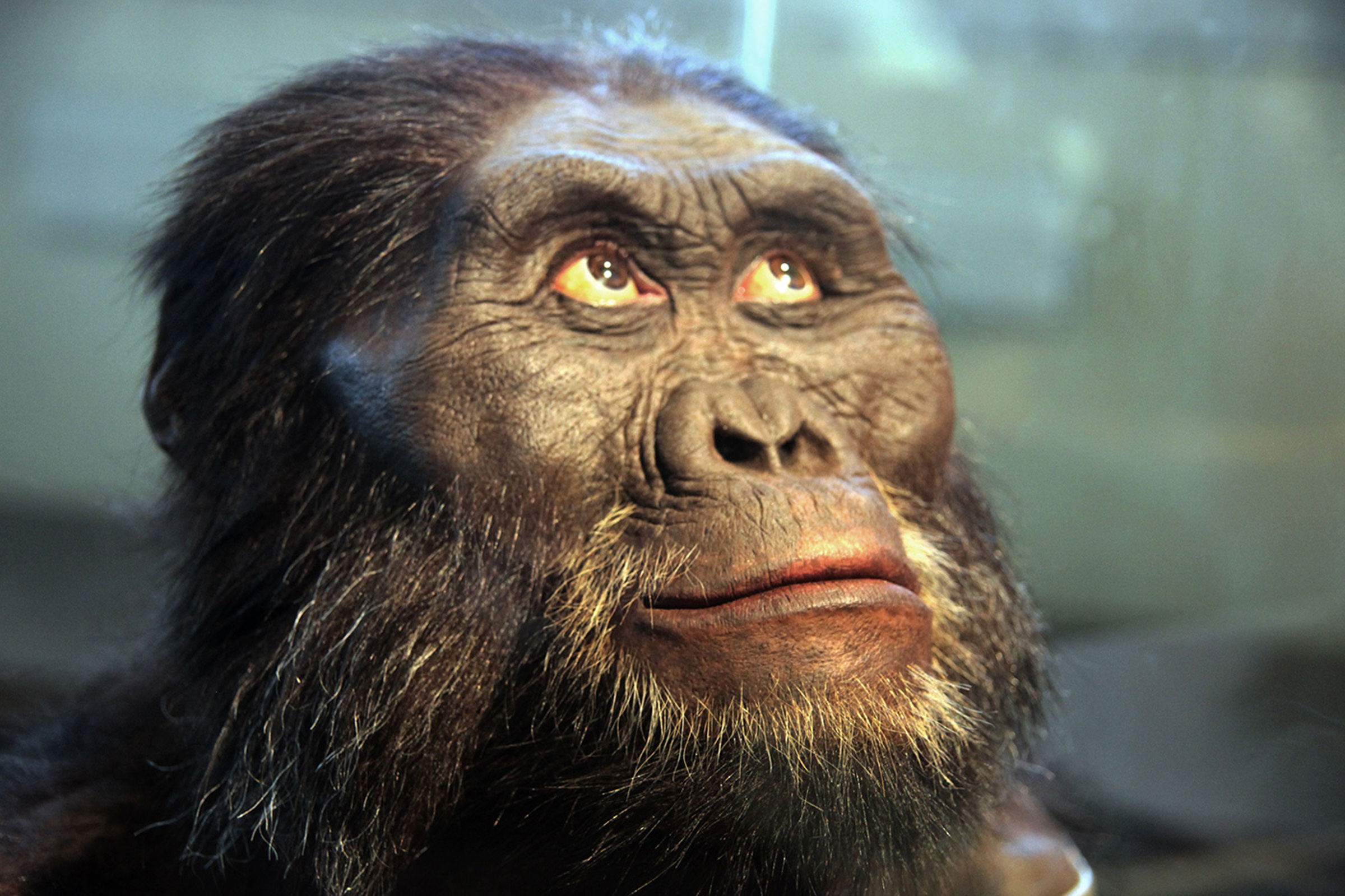 A reconstruction of the head of an Australopithecus afarensis on display in the Hall of Human Origins in the Smithsonian Museum of Natural History in Washington, D.C.