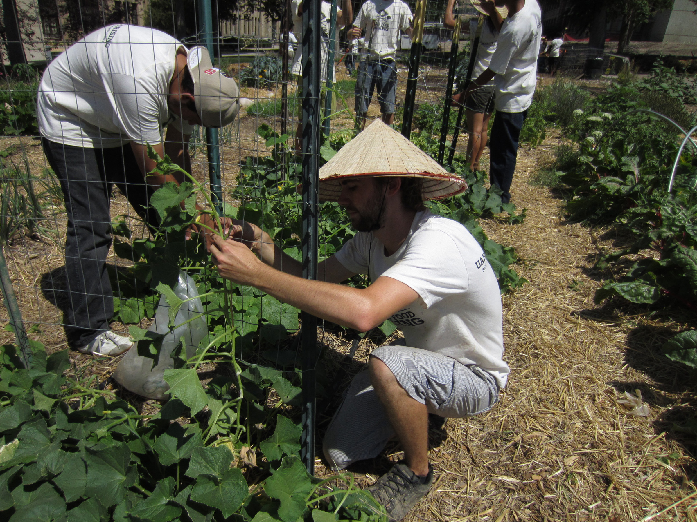 Students learn about sustainable food systems while working in the campus garden.