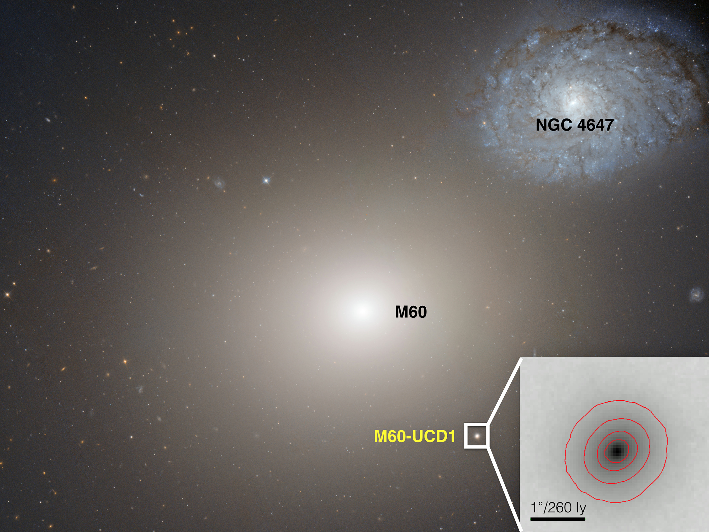 This Hubble Space telescope image shows the gargantuan galaxy M60 in the center, and the ultracompact dwarf galaxy M60-UCD1 below it and to the right, and also enlarged as an inset. A new international study led by University of Utah astronomer Anil Seth and published in the journal Nature found that M60-UCD1 is the smallest known galaxy with a supermassive black hole at its center, suggesting the dwarf galaxy originally was much larger but was stripped of its outer layers by gravity from galaxy M60 over billions of years. M60’s gravity also is pulling galaxy NGC4647, upper right, and the two eventually will collide.