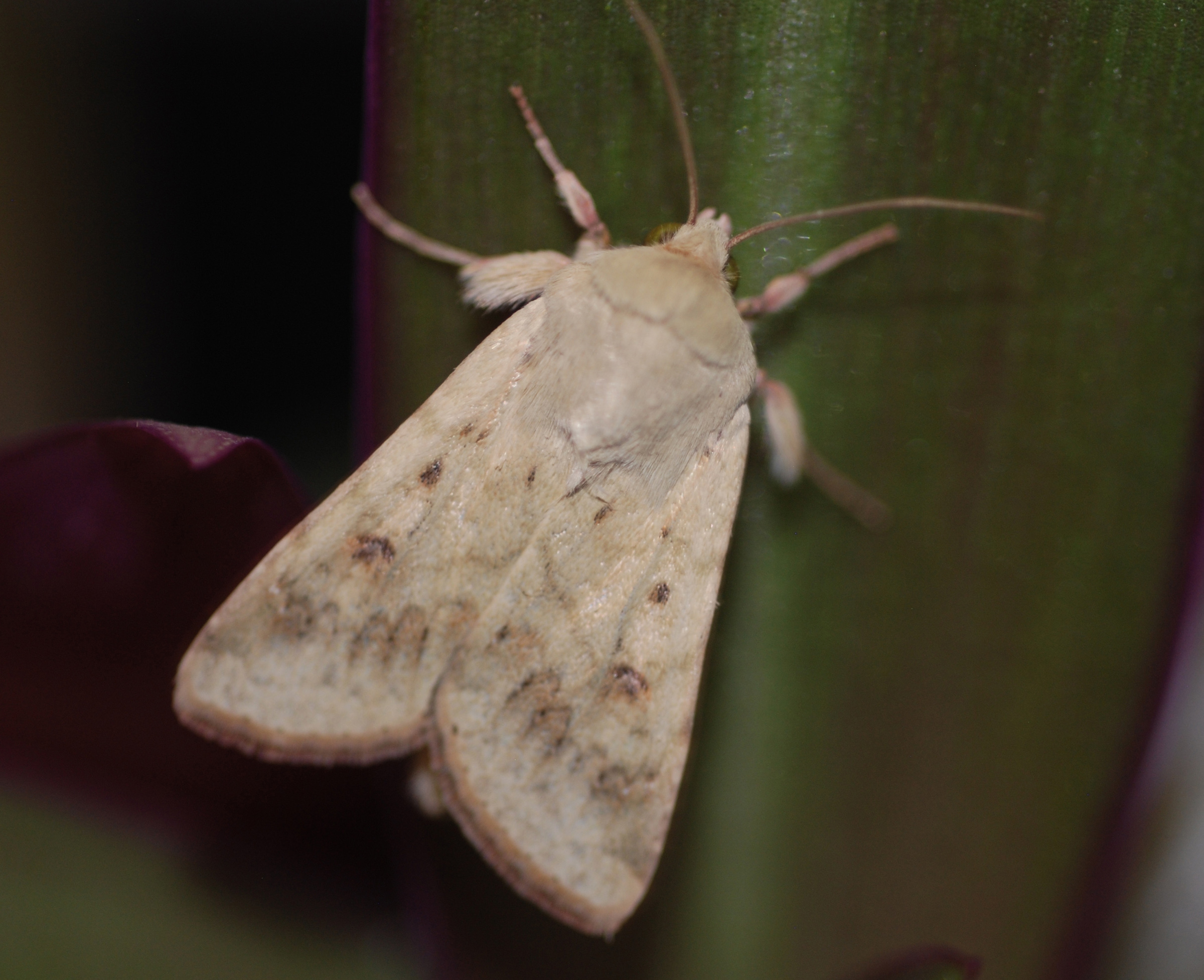 A moth. By studying how female sex attractants make male moths warm up their flight muscles faster but take flight prematurely, University of Utah biologists are learning about how odor affects animal behavior.