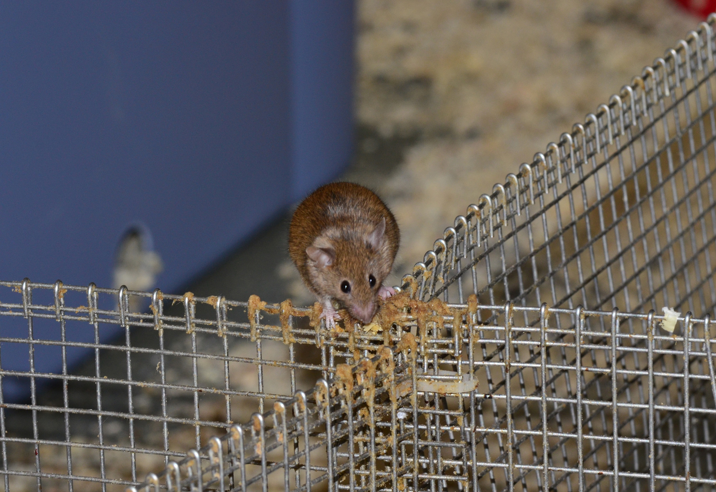 This male mouse has left brownish scent marks by depositing pheromone-rich urine on a fence separating his territory from those of other mice. A new University of Utah study found that when mother mice compete socially for mates in a so-called promiscuous environment, their sons produce more pheromones, making them more sexually attractive to female mice than the sons of mothers with only one mate.