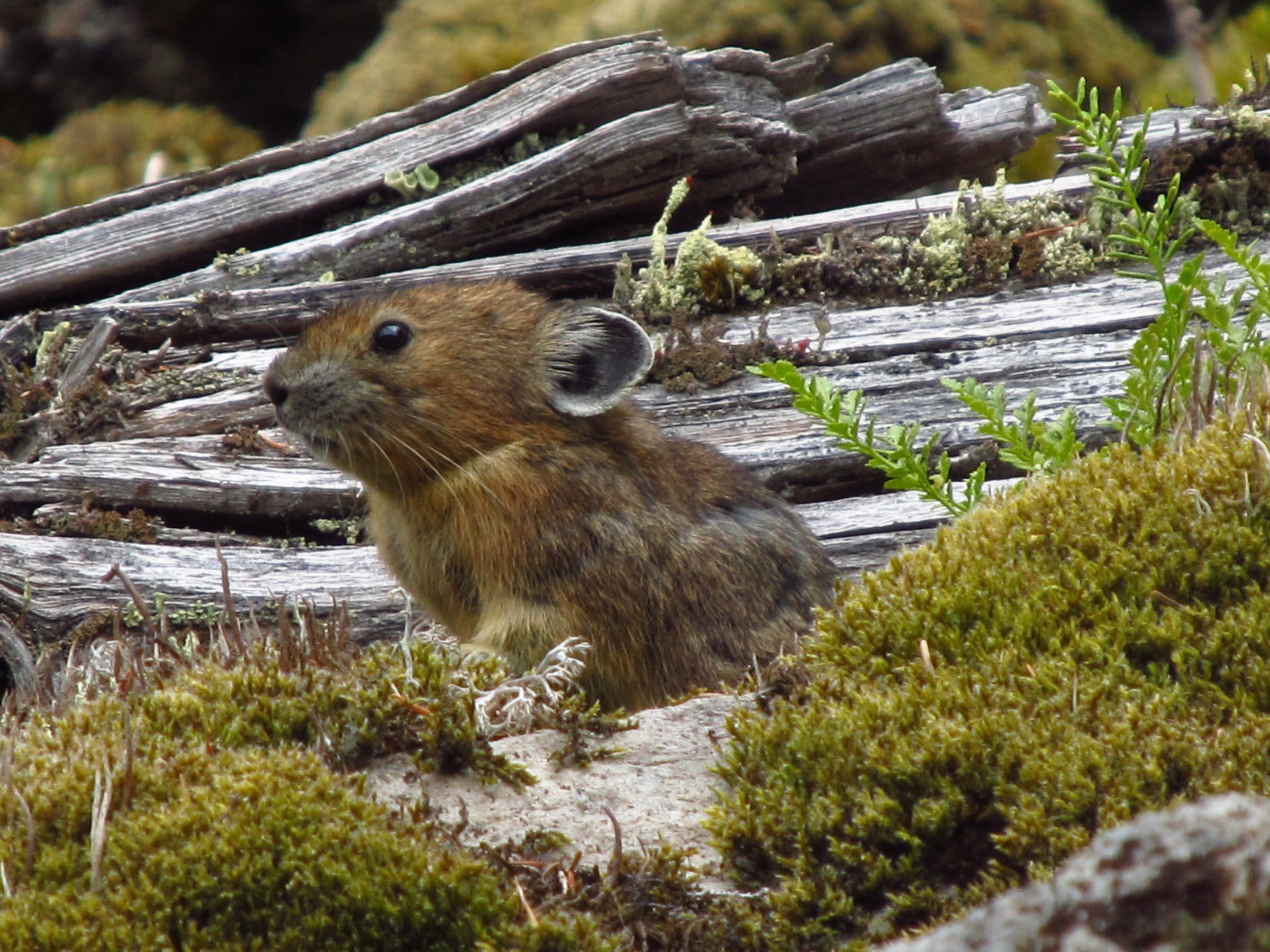 A rabbit relative known as a pika sits among wood, moss and rocks on rockslide or talus slope in Oregon’s Columbia River Gorge. A University of Utah study found the pikas -- which normally live at much higher elevations and are threatened by climate change – survive at nearly sea level in Oregon by eating more moss than any other known wild mammal.