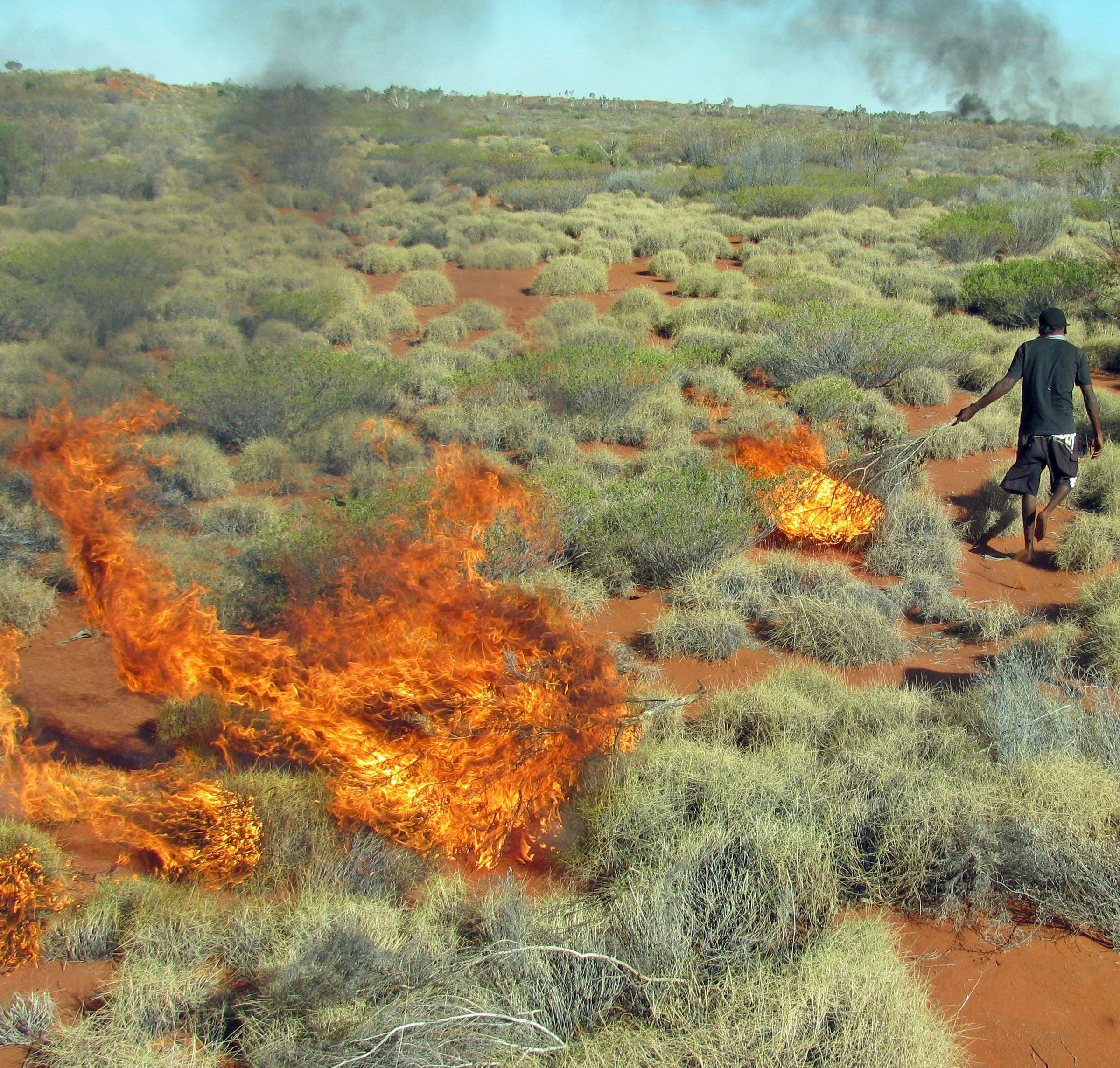 A member of the Martu Aboriginal community in western Australia sets fire to mature spinifex grass as a way to expose burrows occupied by sand monitor lizards, which are then hunted as a major food source. Hill kangaroos – also known as hill wallaroos or euros – are hunted in the same areas. A new study from the University of Utah and Stanford University found that setting such small-scale fires (10 acres or less) created a patchy landscape of different ages of vegetation, boosting kangaroo populations by providing them with shoot and fruits to eat in younger patches, and shelter from predators like dingoes in older patches of bush