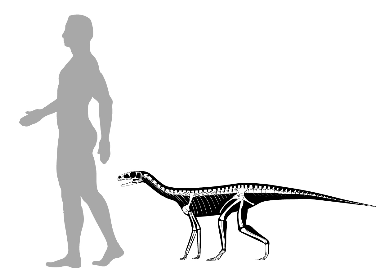 Skeletal reconstruction of Asilisaurus kongwe with a human silhouette for scale.