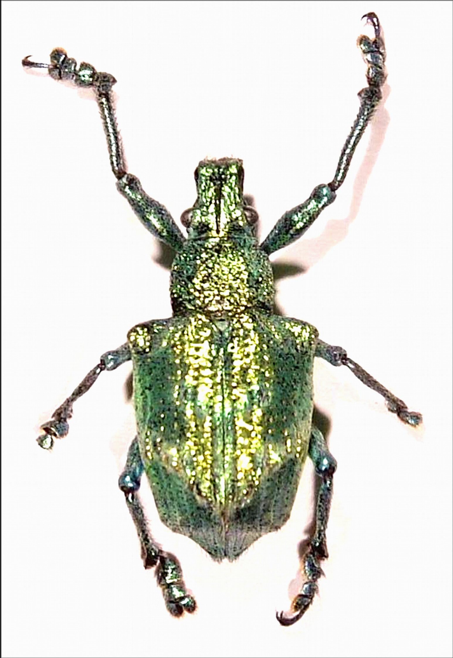 This inch-long beetle from Brazil accomplished a task that so far has stymied human researchers. University of Utah chemists determined the beetle glows iridescent green because it evolved a crystal structure in its scales that is like the crystal structure of diamonds. Such a structure is considered an ideal architecture for "photonic crystals" that will be needed to manipulate visible light in ultrafast optical computers of the future.