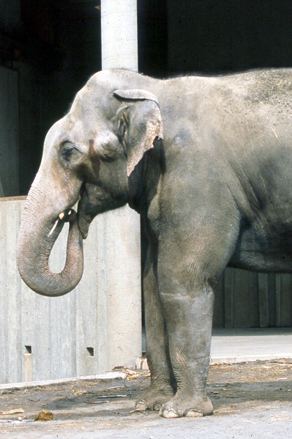 A male Asian elephant uses his trunk to place female elephant urine in a sensory organ in the roof of his mouth as a prelude to mating.