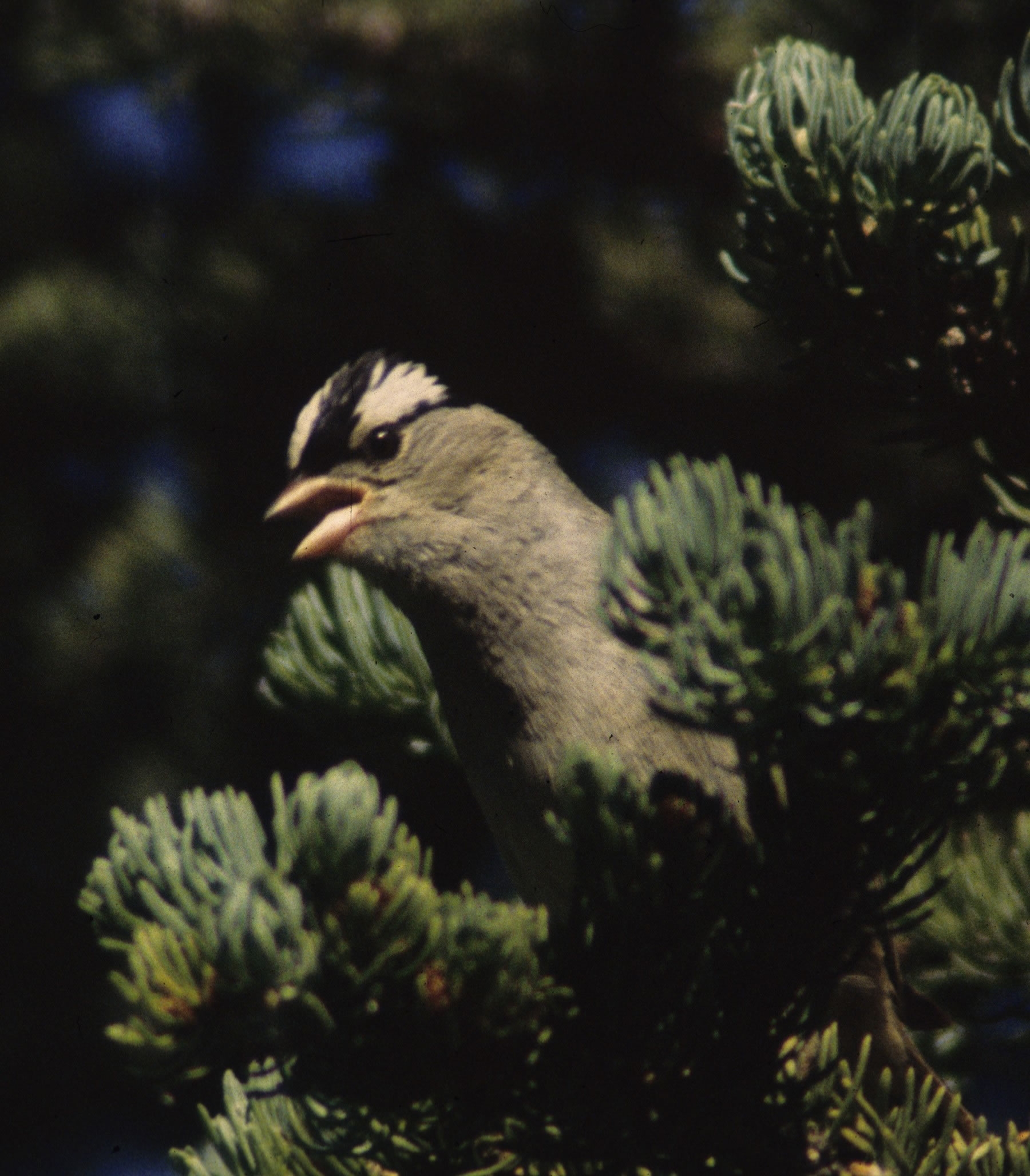 White-crowned sparrows, like this one shown singing in a tree, were used in a University of Utah study that examined how birds learn to sing -- and that may shed light on how humans learn to speak.