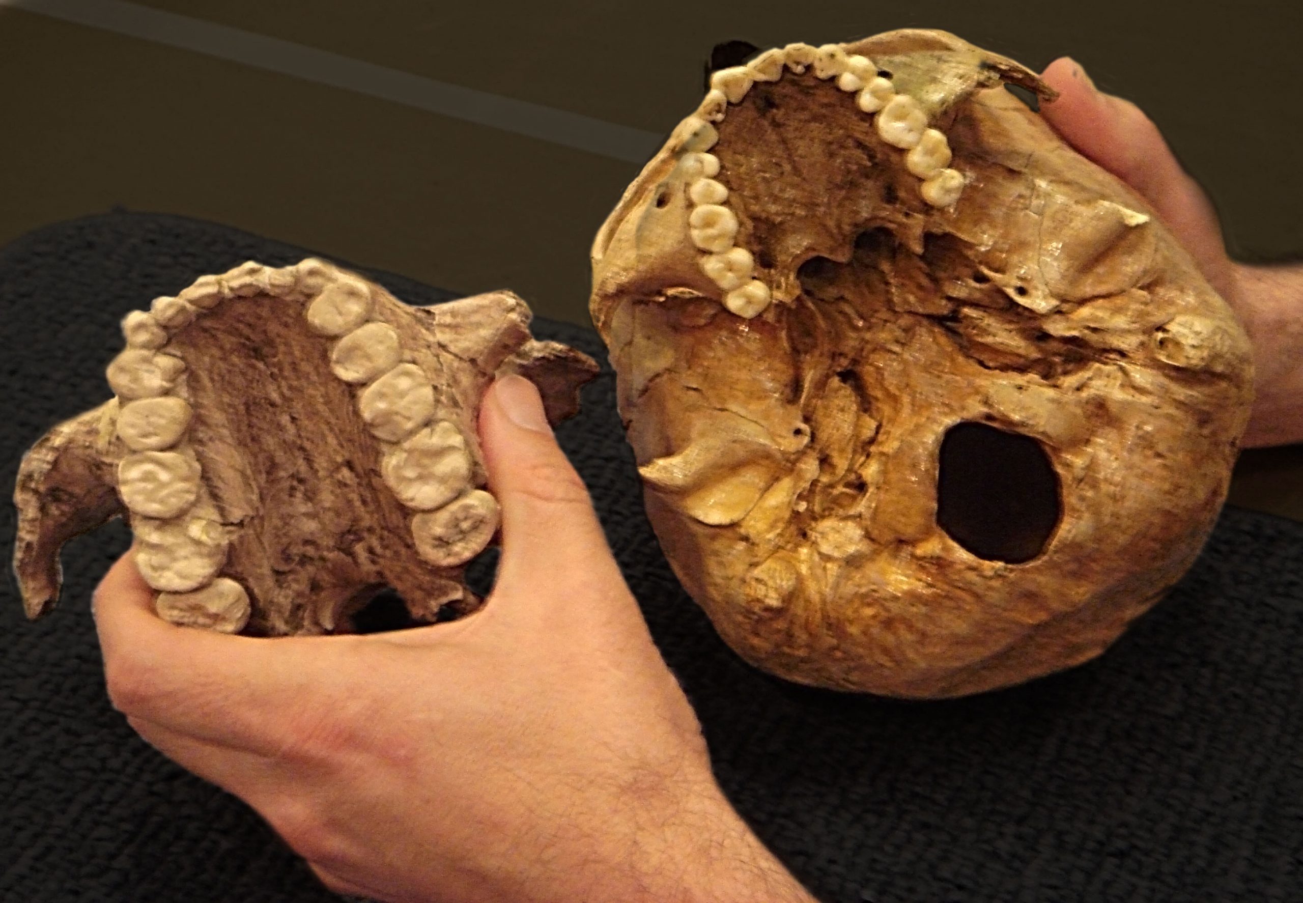 This photo of casts of two palates demonstrates the large size of the teeth of Paranthropus boisei (left), an early human relative that lived in East Africa between 2.3 million and 1.2 million years ago and was known as Nutcracker Man. Much smaller teeth from a human skull are shown on the right. A new study led by University of Utah researchers shows that Nutcracker Man didn't eat nuts as had been believed for decades, but instead used the large, flat teeth to chew grasses or plants known as sedges.