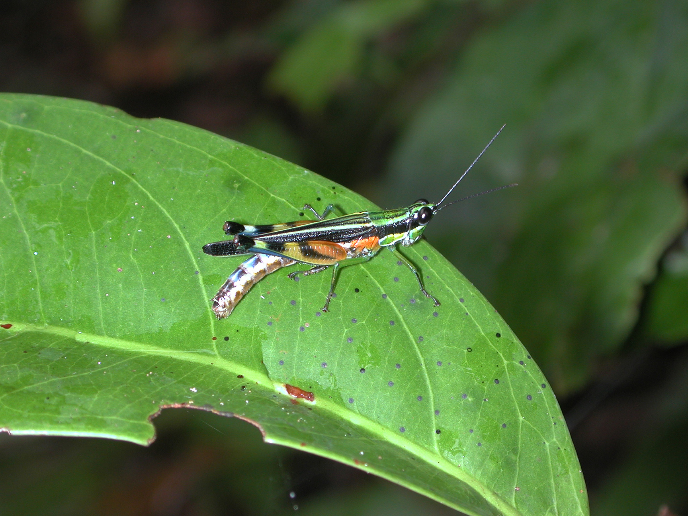 A new University of Utah study found that diversity of rainforest trees actually increases because insects, including grasshoppers like this, eat trees that otherwise would dominate the ecosystem.