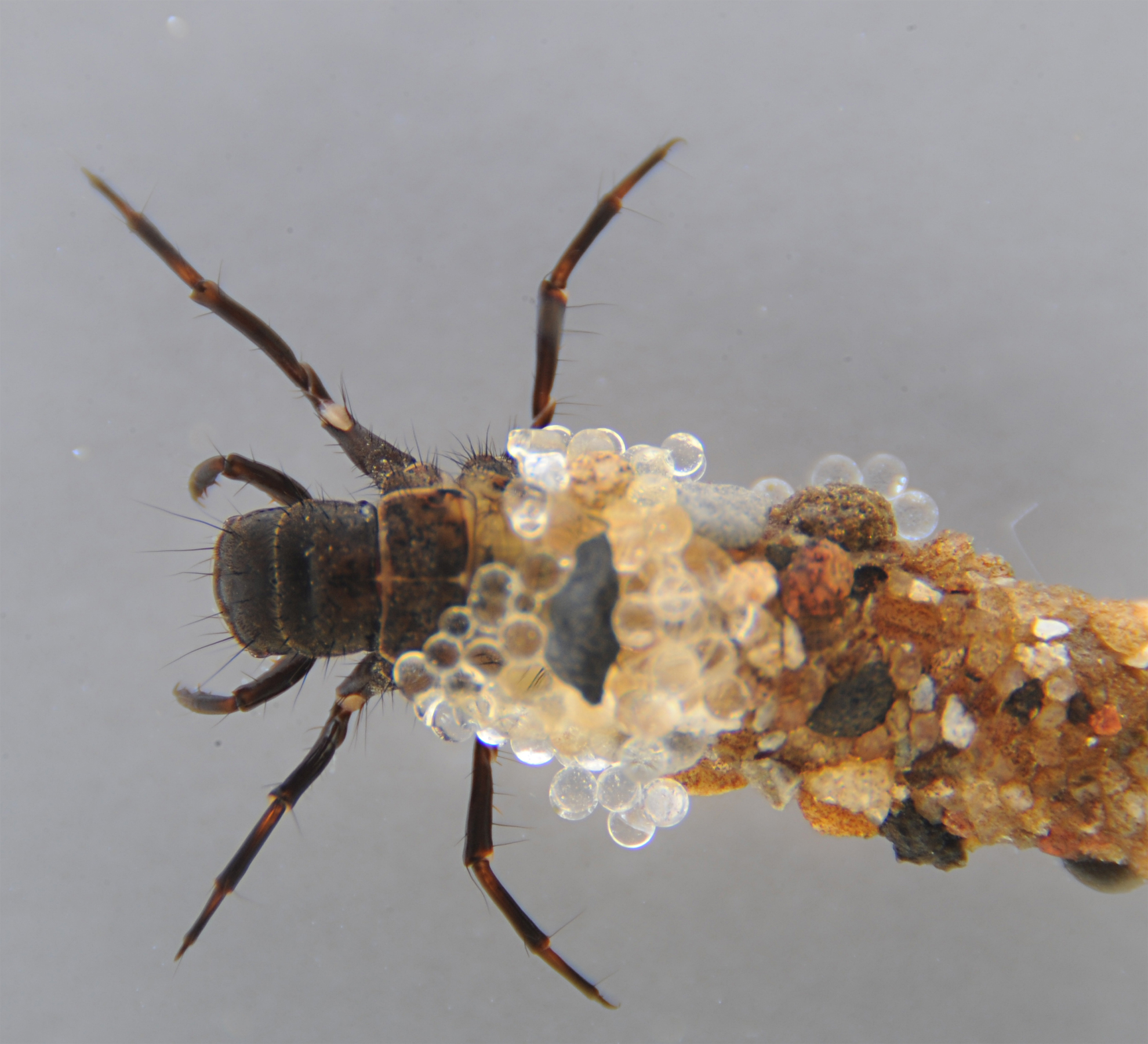 This caddisfly larva -- known as a rock roller to Utah and Wyoming fly fishermen -- lives underwater and spins natural sticky silk to build an underwater mobile home or case made of sand and rock grains (right half of image). But when placed in a laboratory aquarium with glass beads, the larva uses those beads to continue building its case (center). University of Utah bioengineer Russell Stewart has characterized the caddisfly's wet adhesive silk and hopes to synthesize a version for use as an adhesive tape during surgery.