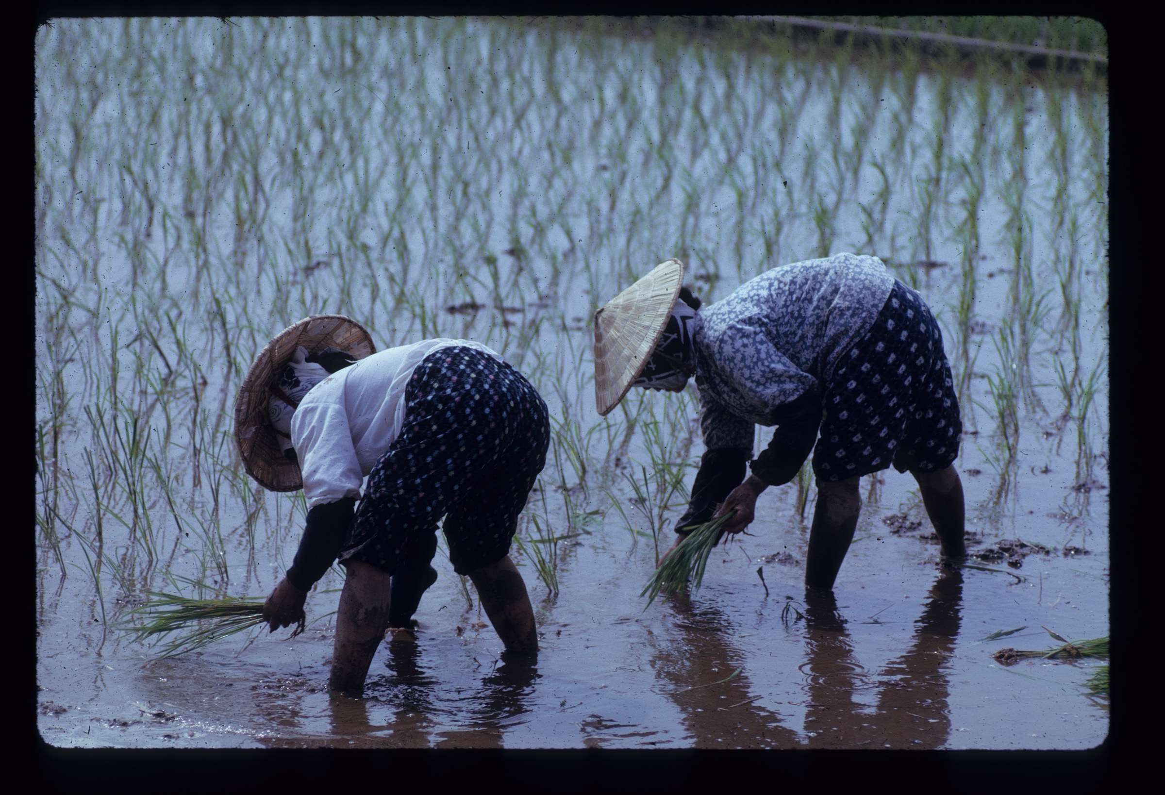 Women planting rice, Japan, 1961