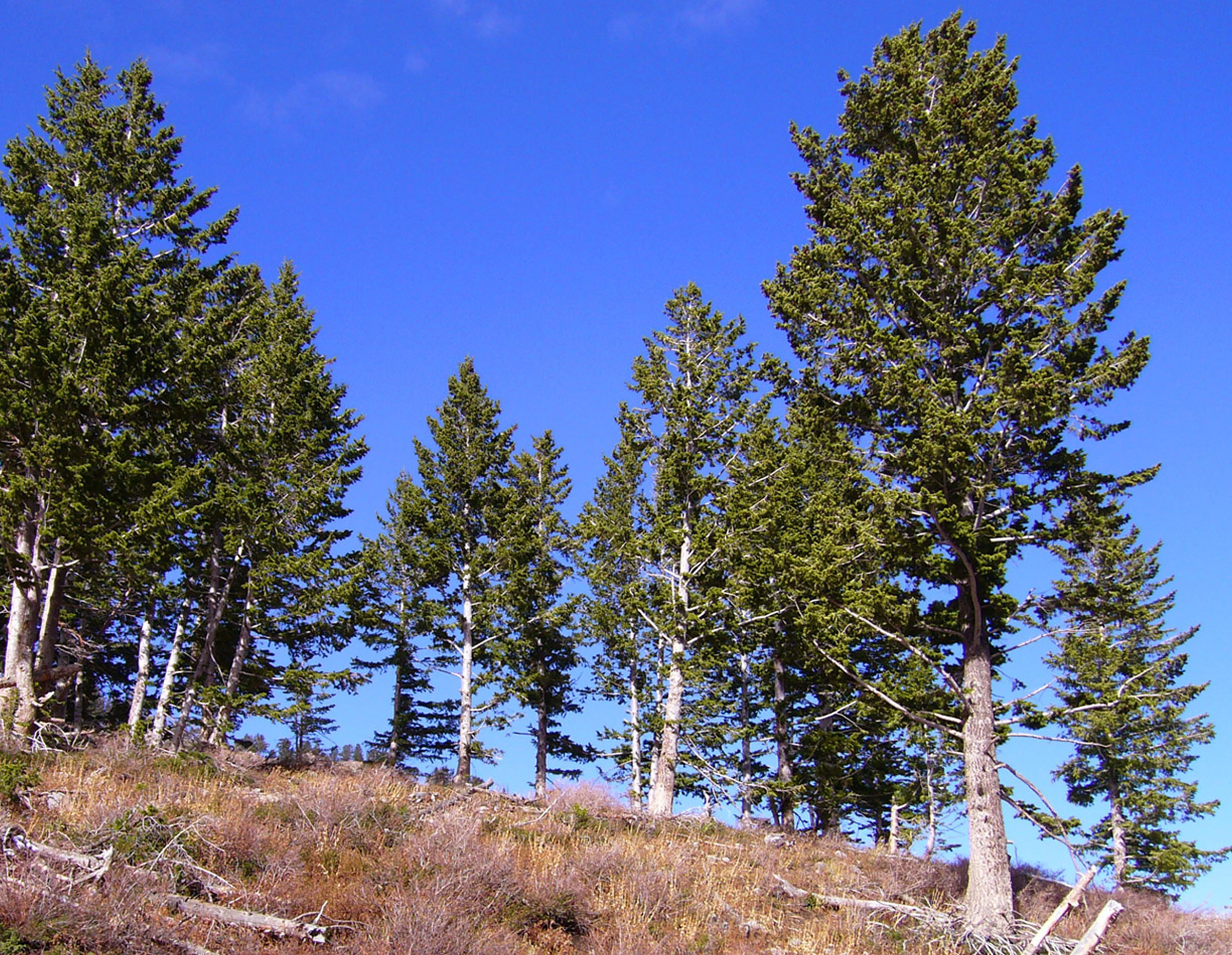 Conifer trees such these in Utah's Wasatch Range dominate many of Earth's temperate forests despite an internal plumbing problem: very short "pipes" that carry water up from the roots. A University of Utah study found that conifer trees have highly efficient valves that make up for that handicap and let water flow easily, allowing conifers to compete well with flowering trees.