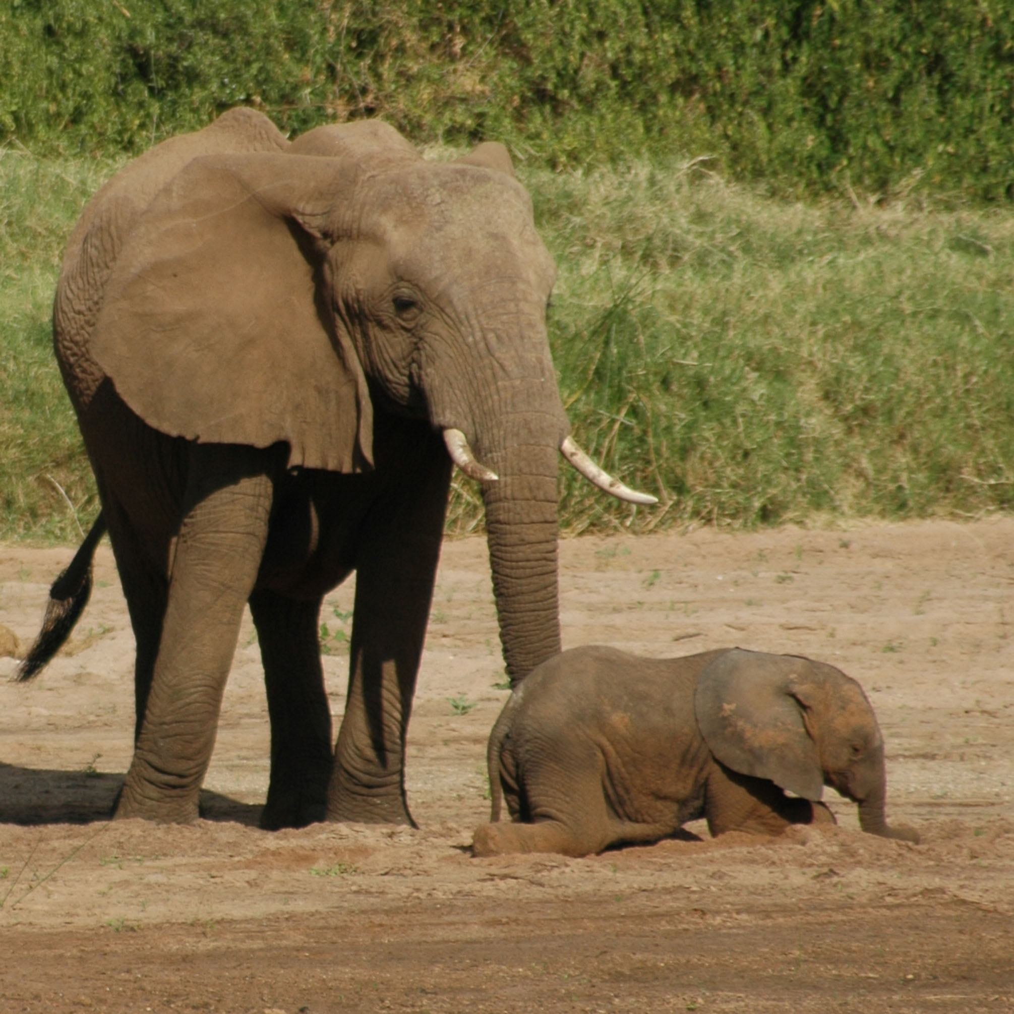 African elephants in Kenya's Samburu National Reserve. Note the adult elephant's tail hair. University of Utah geochemist Thure Cerling analyzed chemical isotopes in elephant tail hair to help track the diet and movements of the giant creatures, which have international status as endangered animals.