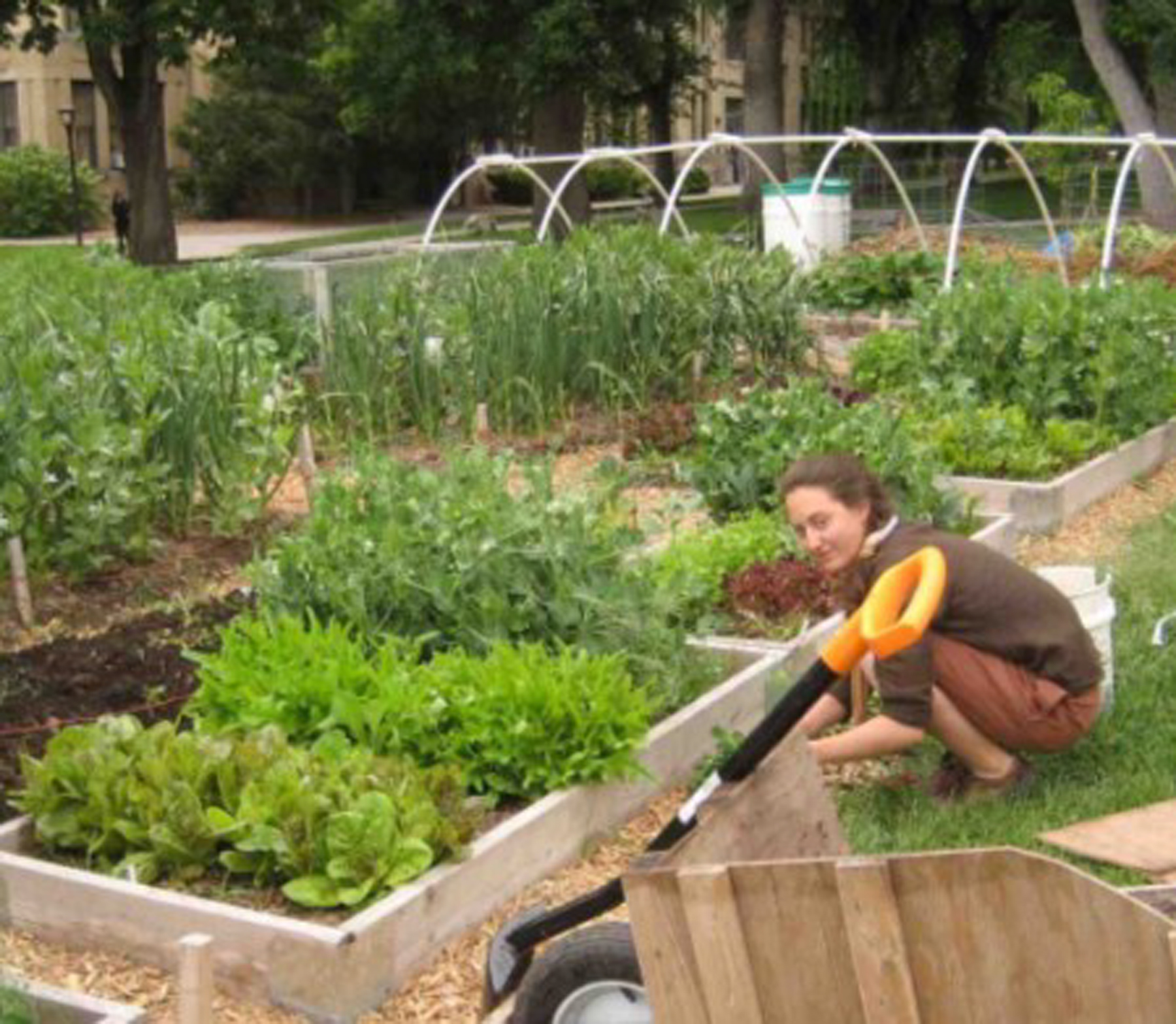 Student Alexandra Parvaz works in Edible Campus Gardens.