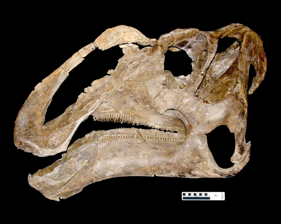 Utah Museum of Natural History researchers at the University of Utah prepared the skull of a new species of duck-billed dinosaur -- Gryposaurus  monumentensis -- which was discovered in Grand Staircase-Escalante National Monument.