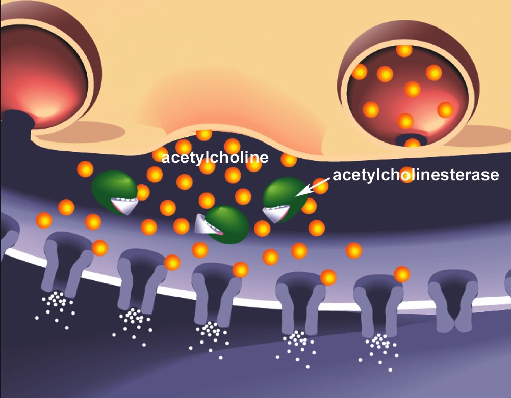 Image accompanying research poster on screening for genes involved in brain function, research conducted by U student Shawn Olsen and U Biology Professor Erik Jorgensen. Nerve agents block the enzyme acetylcholinesterase, which