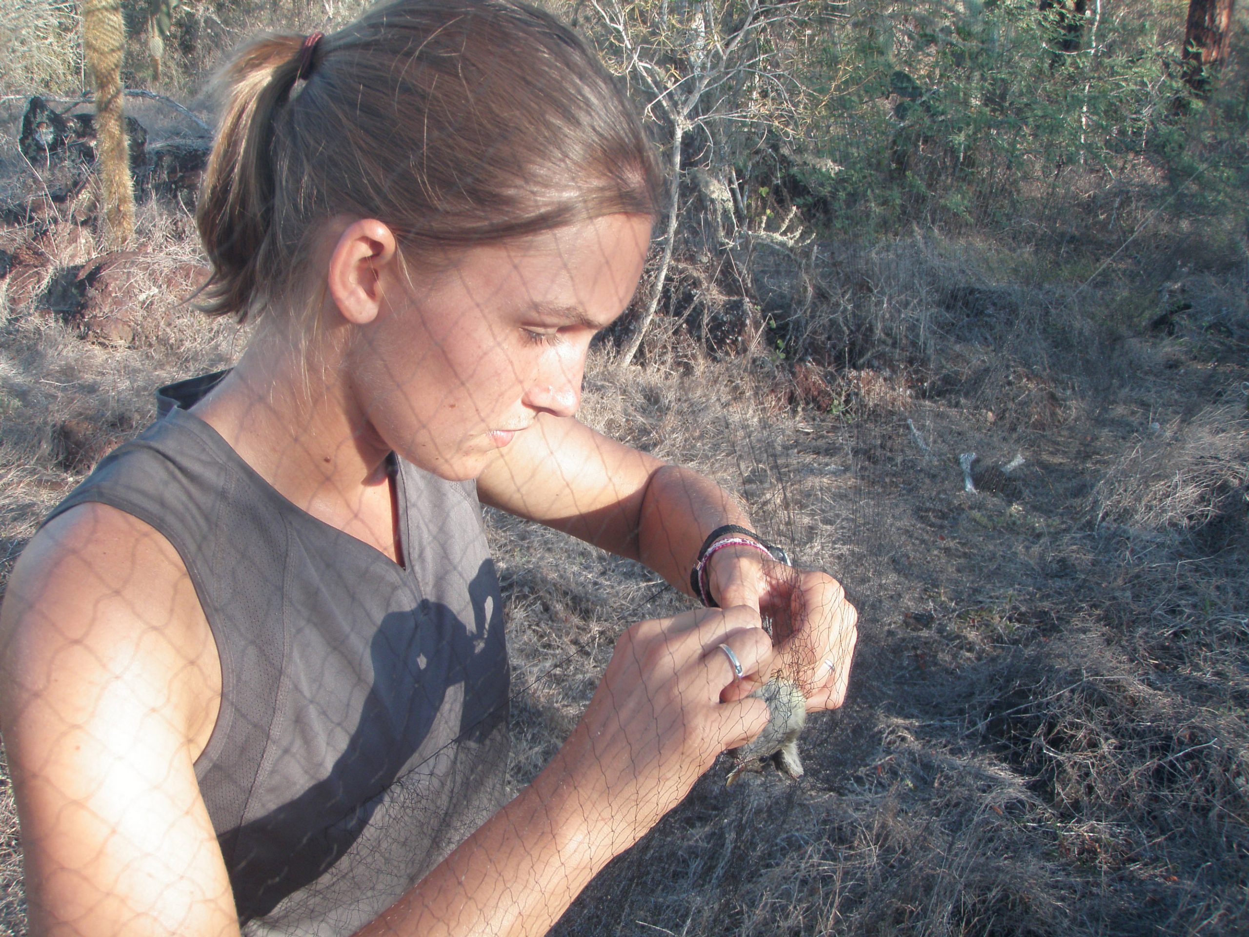 University of Utah biologist Jen Koop captures a bird in a net in the Galapagos Islands off Ecuador. Koop and other researchers used such nets to capture finches -- the birds studied by Charles Darwin -- and determine they develop antibodies when exposed to two invading parasites, the pox virus and the nest fly.