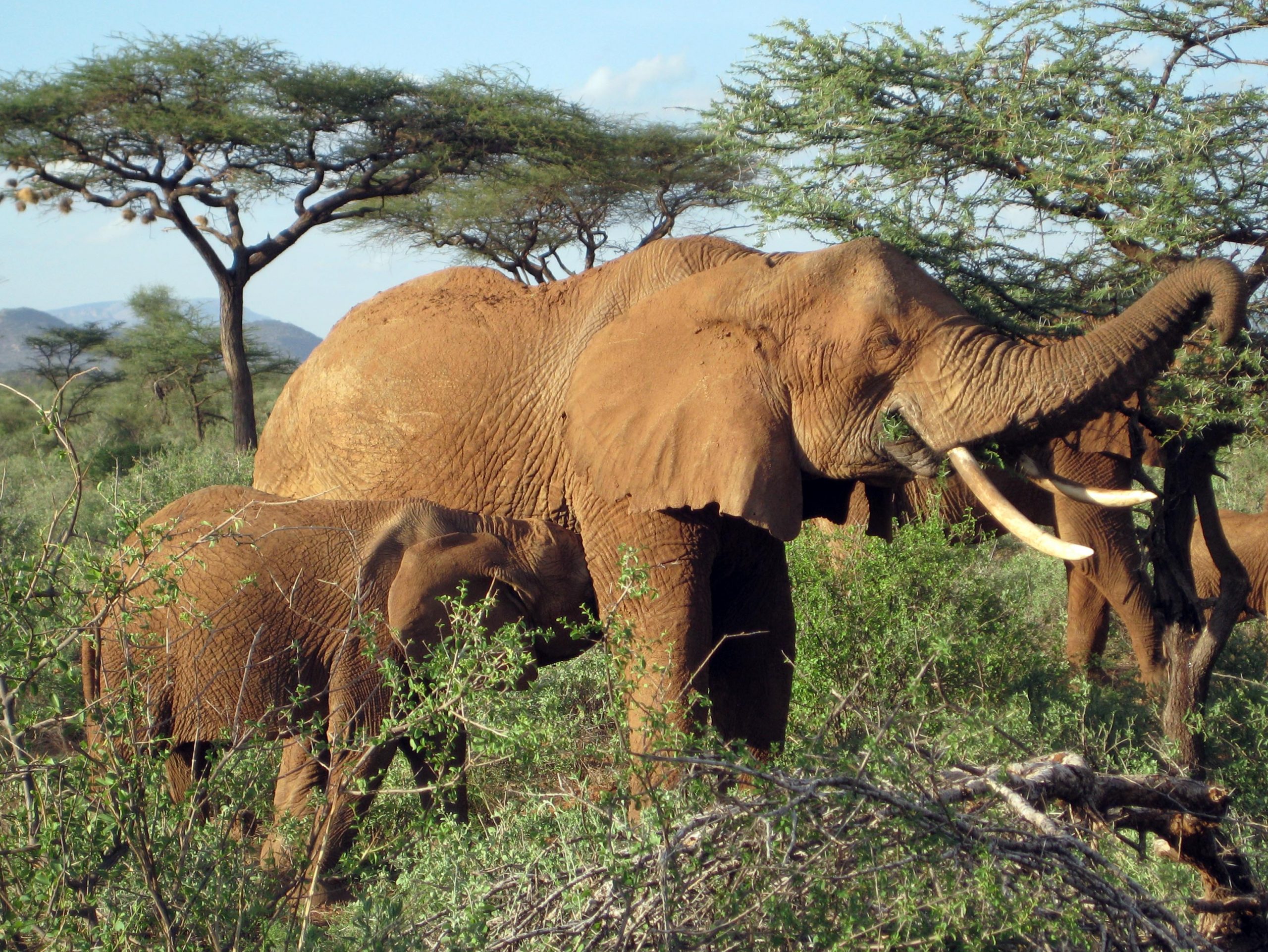 An African elephant browses on leaves of an acacia tree. Modern elephants eat mostly tree leaves and shrubs, but a new University of Utah study shows that they once ate a diet of mostly warm-season grasses, starting about 7.4 million years ago. The study used fossilized teeth to reconstruct the dietary history of east African plant-eaters from 10 million to 3 million years ago, showing that different animals switched at different times from a salad-bar diet of trees and shrubs to a diet of warm season grasses.