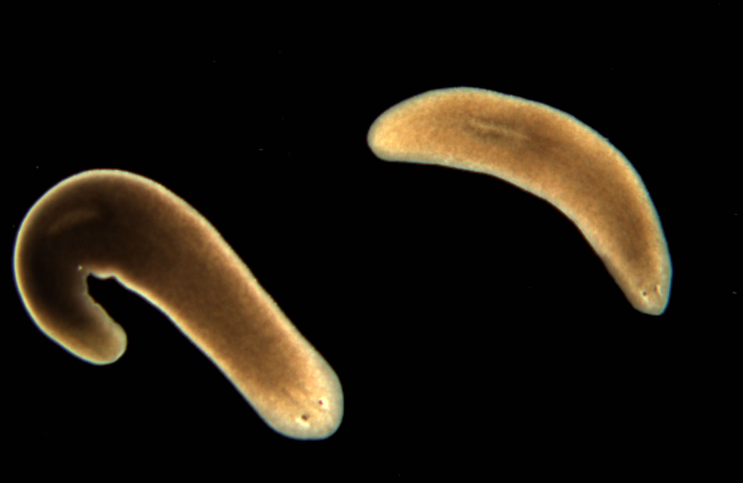 Specimens of the clonal strain CIW4 of the planarian Schmidtea mediterranea. These animals are excellent tissue regenerators and share with humans bilateral symmetry and tissues derived from all three germ layers, i.e., ectoderm, mesoderm and endoderm