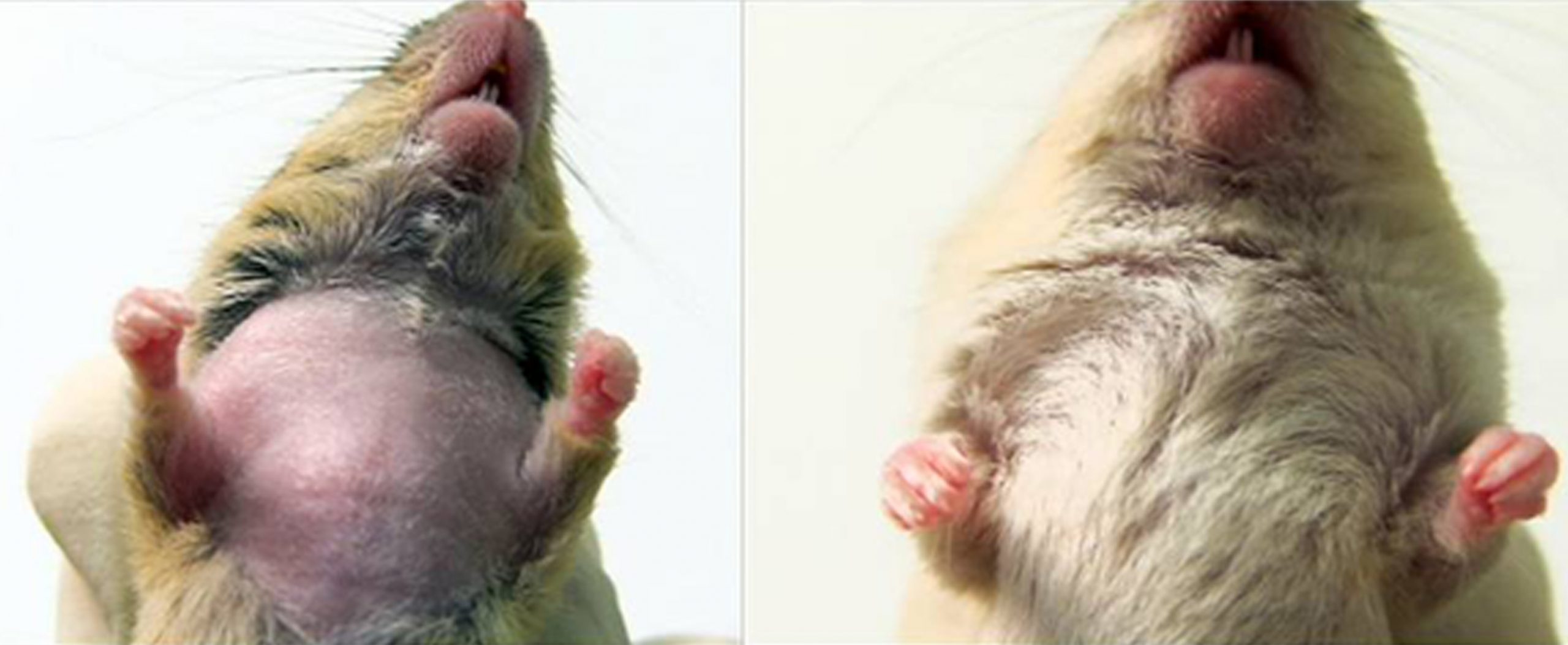 The mice shown here both had a mutant gene named Hoxb8 that originated in bone marrow and caused the mice to groom themselves pathologically, pulling out their hair. The mouse on the left displays hair loss on its chest and flank. After receiving a bone marrow transplant from a normal mouse three months earlier, the mouse at right fully recovered from the pathological grooming mutation and regrew its lost hair. University of Utah geneticist and Nobel Laureate Mario Capecchi says the study is the first to show and direct cause-and-effect link between an immune system defect and a psychiatric disorder.