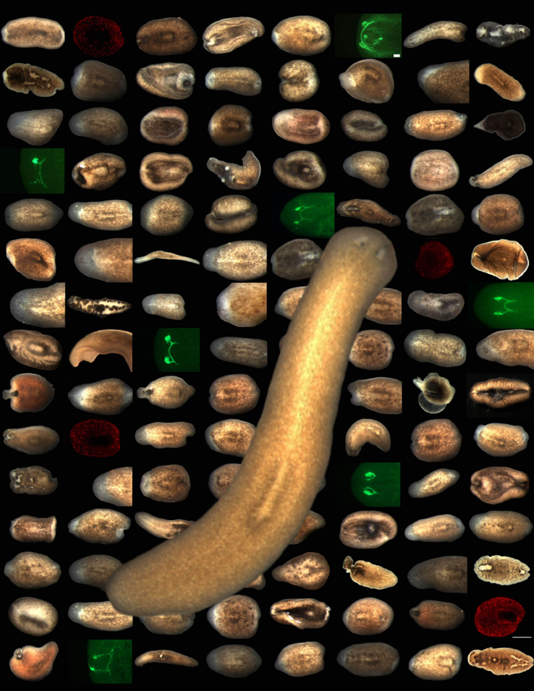 The normal freshwater planarian Schmidtea mediterranea is seen in the