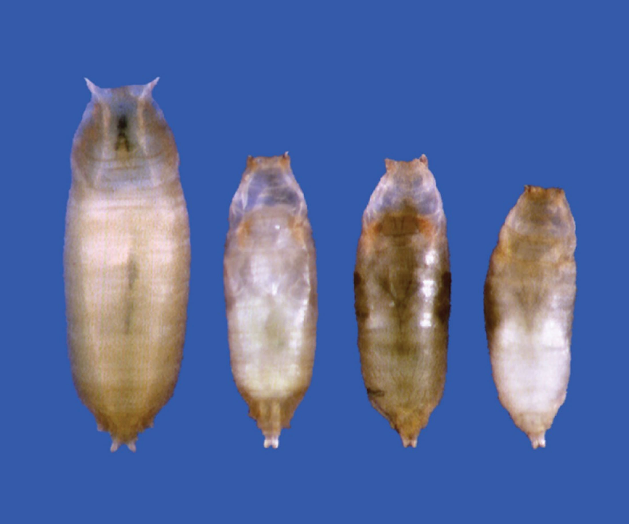 A fruit fly larva normally begins metamorphosis -- the process of maturing into an adult -- by transforming into a pupa like one on the left. A University of Utah study found that a gene named DHR4 determines when this change begins. When scientists disabled the gene, fruit fly larvae began to mature prematurely and ended up as small pupae like the three on the right. The pupa at far right also is misshapen.