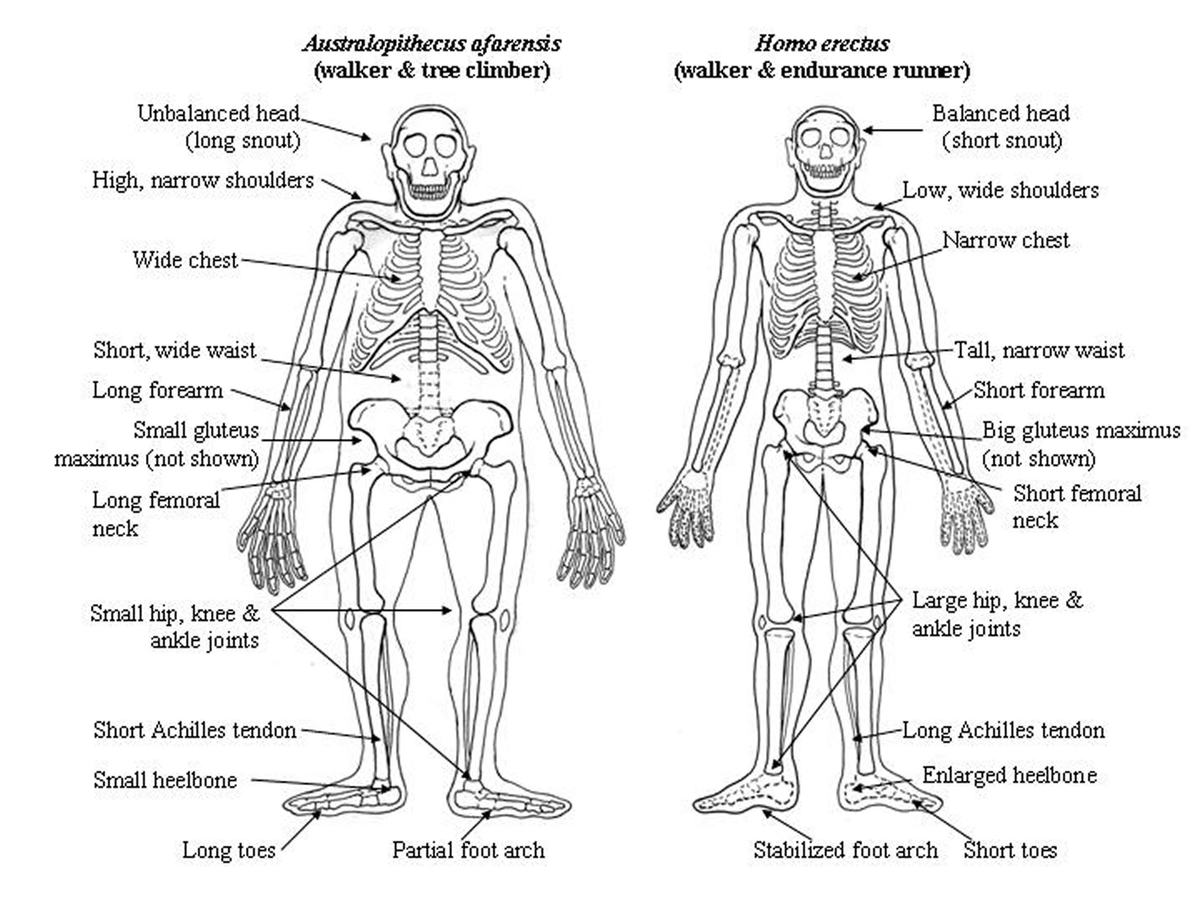 Drawings of our ape-like ancestor, Australopithecus afarensis, and an early human species, Homo erectus, shows some of the differences that gave humans the ability to run long distances.