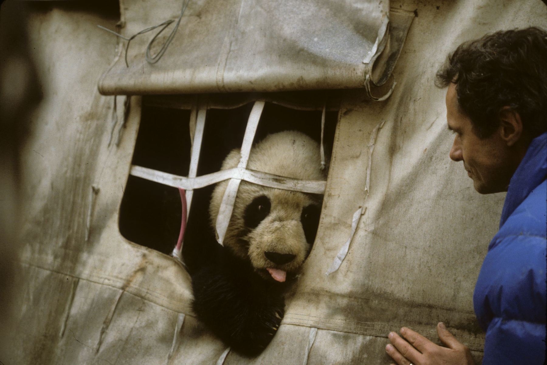 George Schaller being visited by Zhen Zhen, a curious wild giant panda, at his camp in the forests of the Wolong Nature Reserve in Western China.