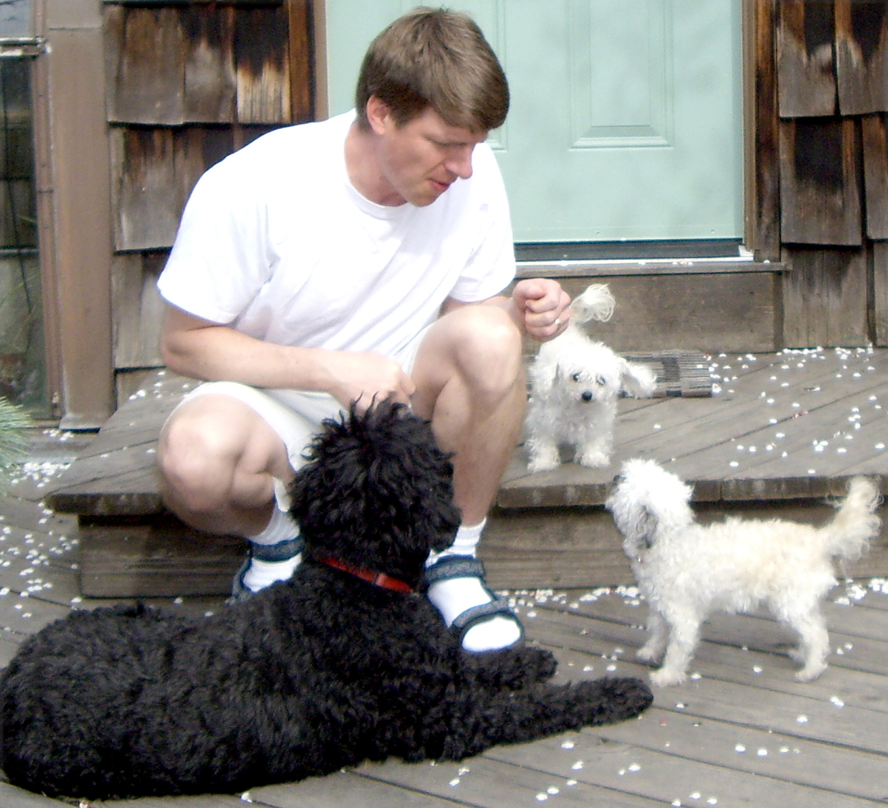 University of Utah biologists K. Gordon Lark and Kevin Chase were part of a multi-institutional team that identified ancient genetic material responsible for making small dogs small. Here, Chase plays with his toy poodle-Maltese mixes, Bonbon and Fille, while Lark's medium-sized Portugese water dog, Mopsa, rests at Chase's feet.