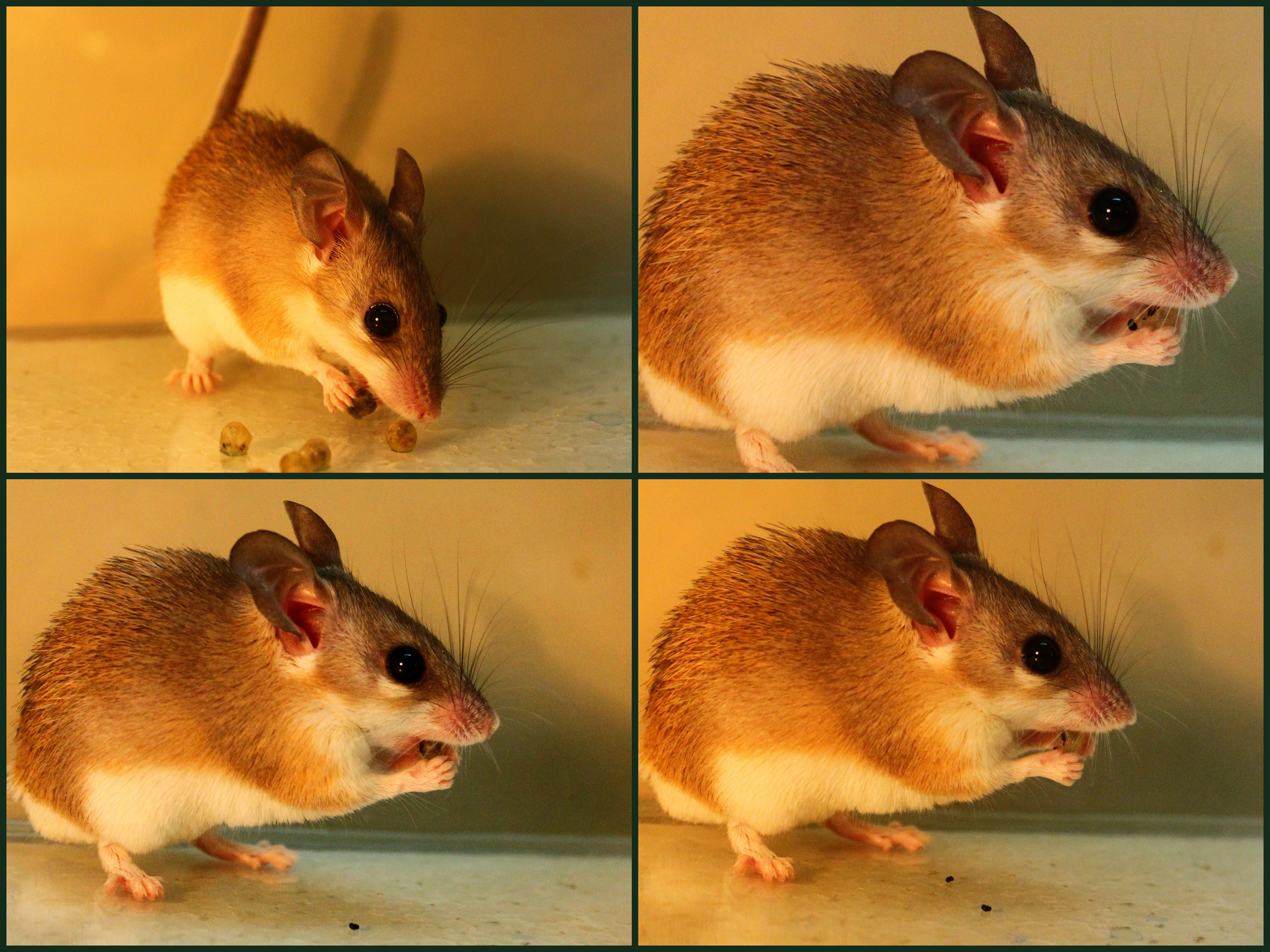 A spiny mouse from Israel’s Negev Desert starts eating berries from the shrub Ochradenus baccatus (upper left). It soon spits seeds into its paws (upper right) and onto the ground (lower right and lower left). If the seeds were chewed at the same time as the fruit pulp, toxic chemicals would be released. So the plant has effectively turned the mouse from a seed-eater into a seed-spreader to help the plant reproduce, according to a new study from the Technion-Israel Institute of Technology, University of Utah and other institutions.