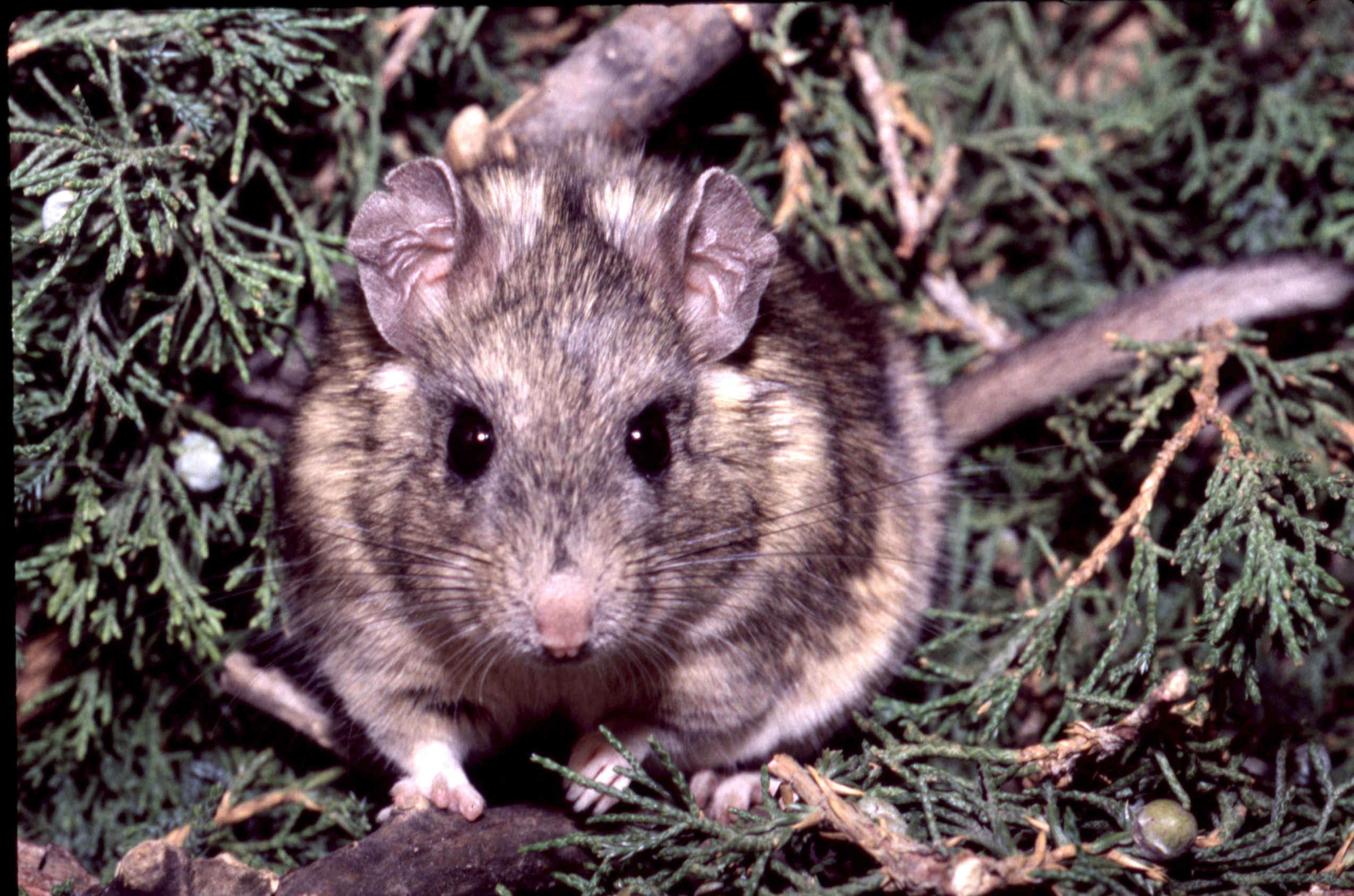 A Stephen's woodrat surrounded by its favorite food: toxic juniper.