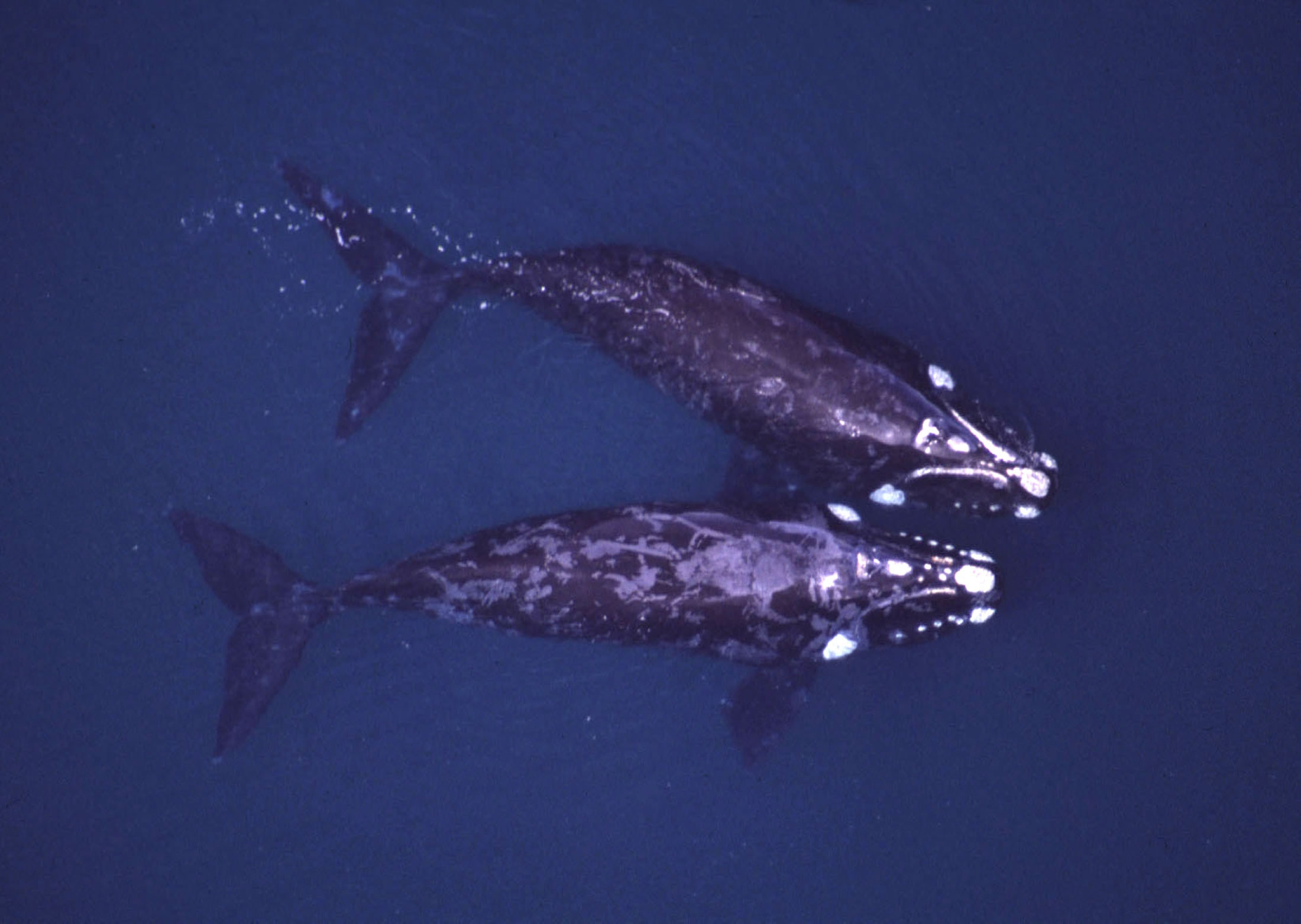 An aerial photograph of two right whales in the Atlantic Ocean offshore from Argentina shows the distinctive white markings created by small crustaceans -- known as cyamids or 'whale lice' -- that attach themselves to callus-like material on the whales' heads. University of Utah researchers learned about the evolution of different species of right whales by studying the genes of the 'whale lice' that ride the whales.