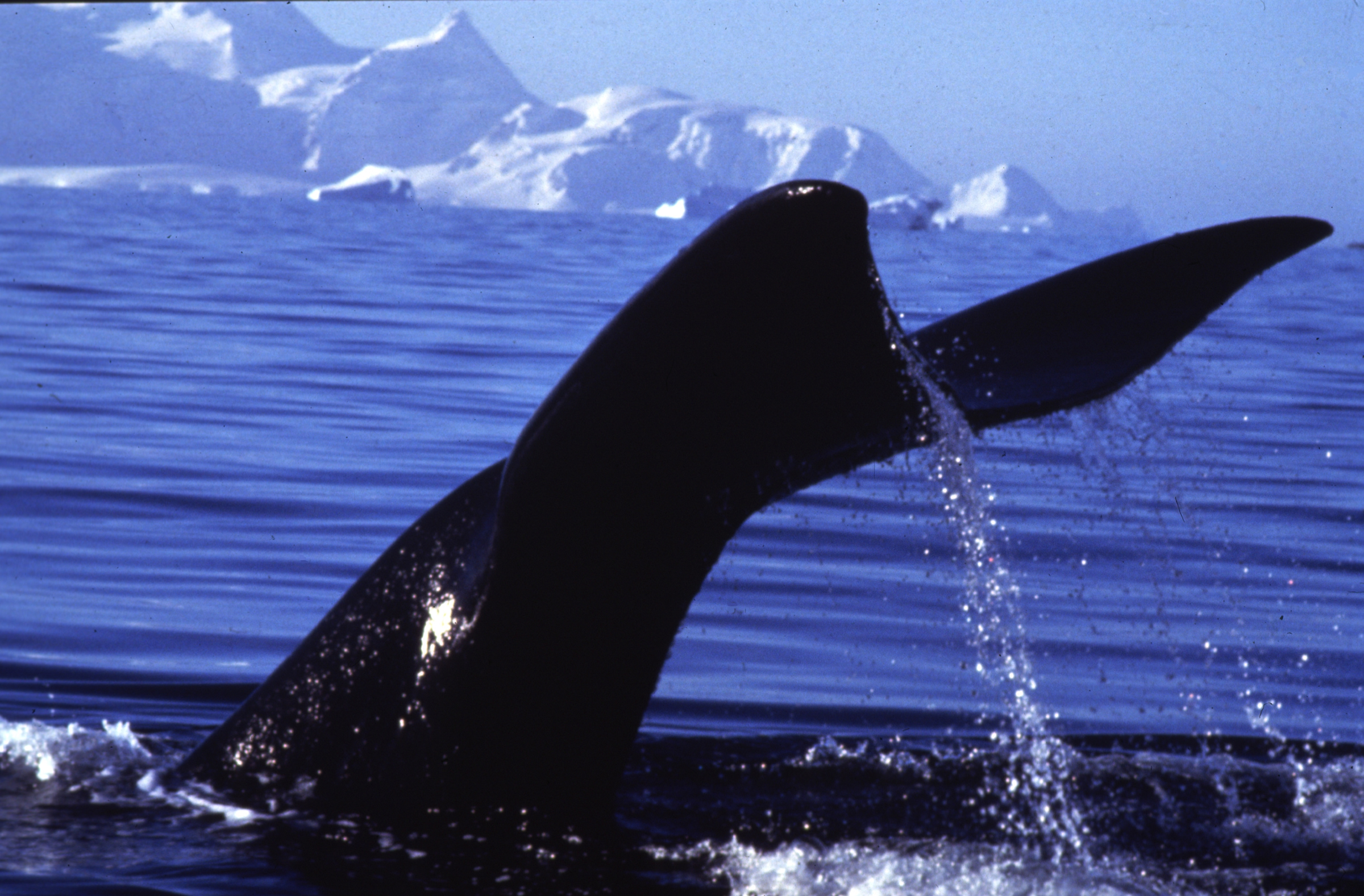 A right whale's tail protrudes from the sea as it feeds.