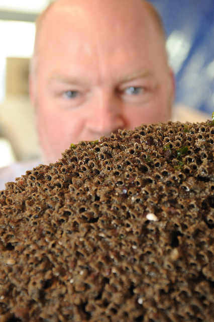 University of Utah bioengineer Russell Stewart looks over a chunk taken from a sandcastle worm colony on California's coast. The colony is made up of numerous individual tubes, each occupied by a single 1-inch-long worm. The worms make the tubes using their own natural, underwater glue and bits of sand and shell. Stewart has developed a synthetic version of the worm glue, and says it holds promise for use gluing together small pieces of bones in fractured knees, other joints and even faces.