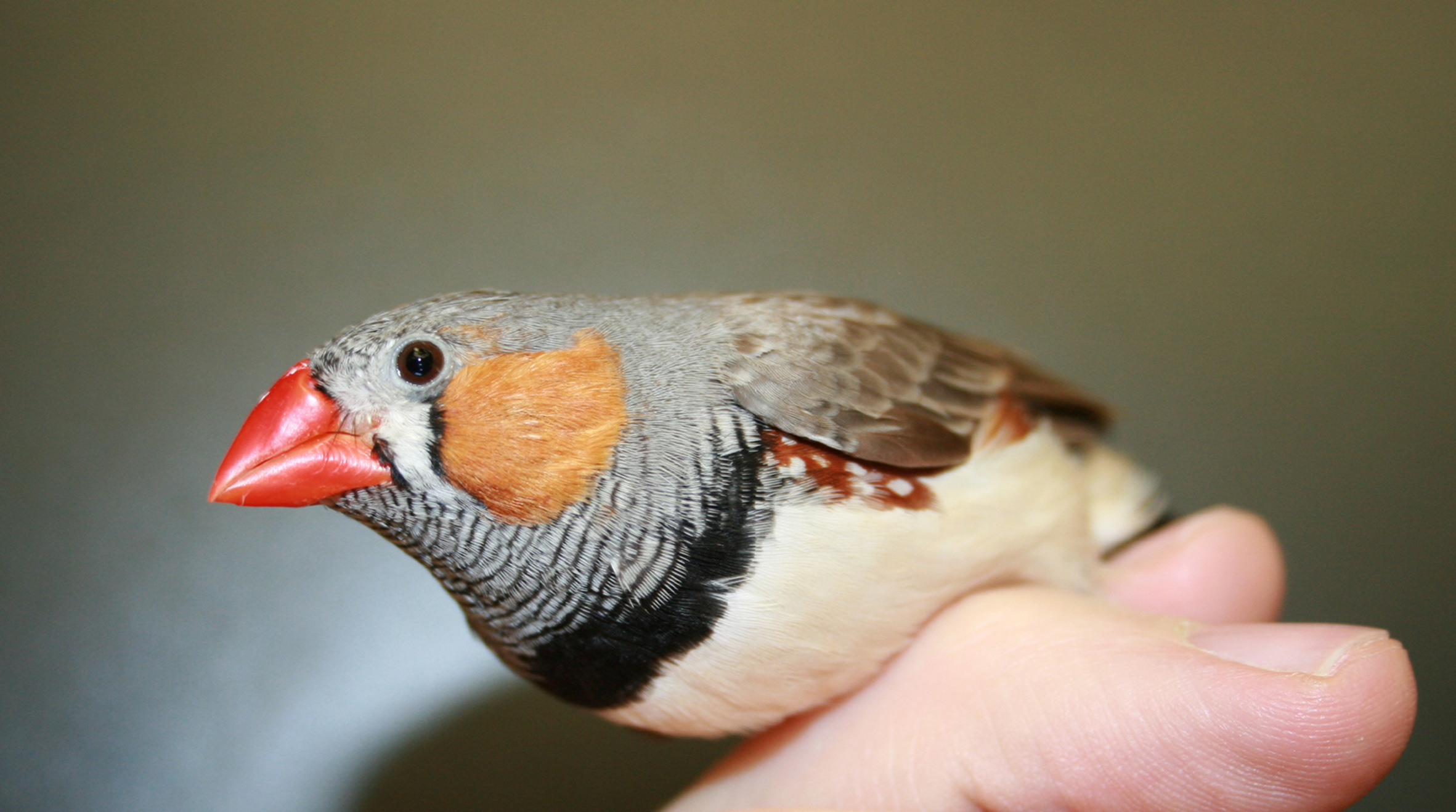 University of Utah scientists studied the colorful zebra finch to learn more about the factors that allow the songbirds to sing over a wide range of frequencies while females utter only brief lower-frequency calls. They found that the males' more powerful vocal muscles were much more important than the pressure of air within the lungs.