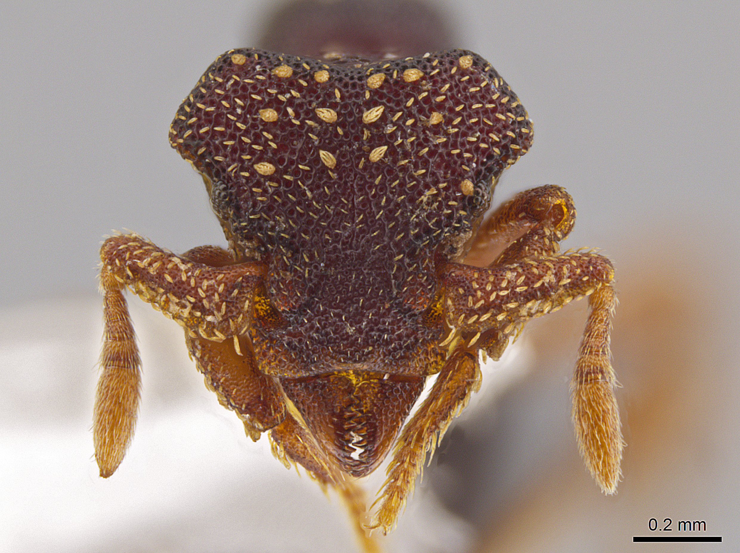 This photo shows the magnified monster-like face of the ant Eurhopalothrix zipacna, named after Zipacna, a vicious, crocodile-like demon of Mayan mythology. Found in the mountains of Guatemala and Honduras, it is among 33 new ants species discovered in Central America and the Caribbean by Jack Longino, a biologist at the University of Utah.