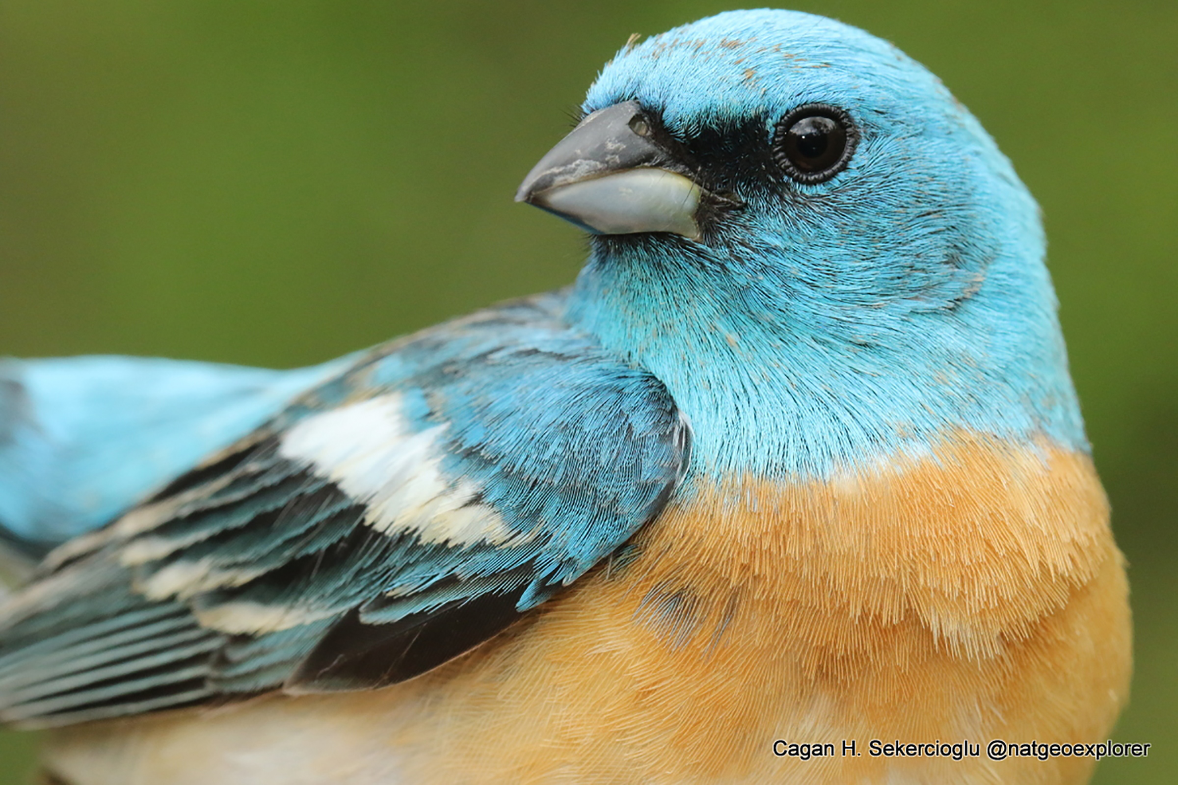 Lazuli Bunting